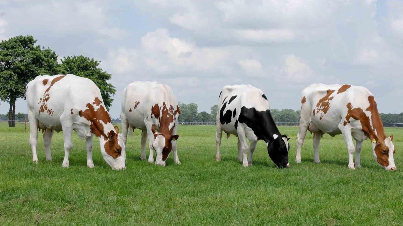 1366x768 Free download Dairy Cow Wallpaper 23187 HD Wallpaper in Animals Imagecicom [1800x1195] for your Desktop, Mobile & Tablet. Explore Cows Wallpaper. Flamingo Wallpaper, Warhol Wallpaper, Hexagon Wallpaper