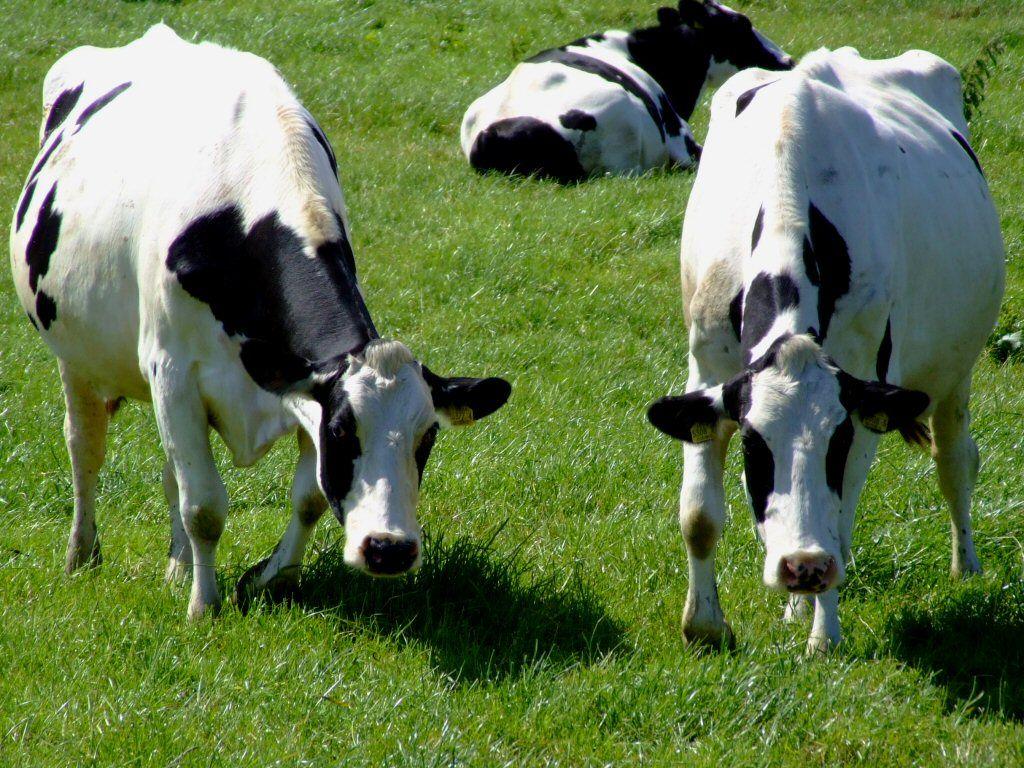 1024x768 Dairy Cow Wallpaper 13652 HD Wallpaper 1420 - Cow Animal HD Wallpaper