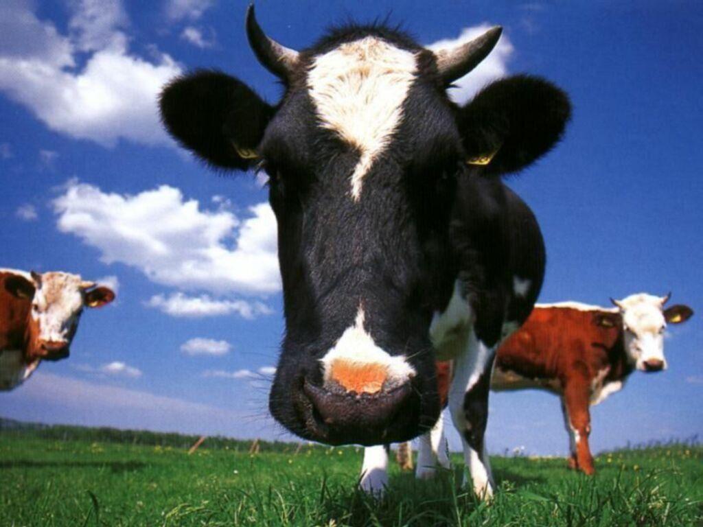 1024x768 Free download Dairy Cow Wallpaper 19287 HD Wallpaper in Animals Imagecicom [1024x768] for your Desktop, Mobile & Tablet. Explore Dairy Cow Wallpaper. Cute Cow Wallpaper, Cow Print Wallpaper, HD Cow Wallpaper