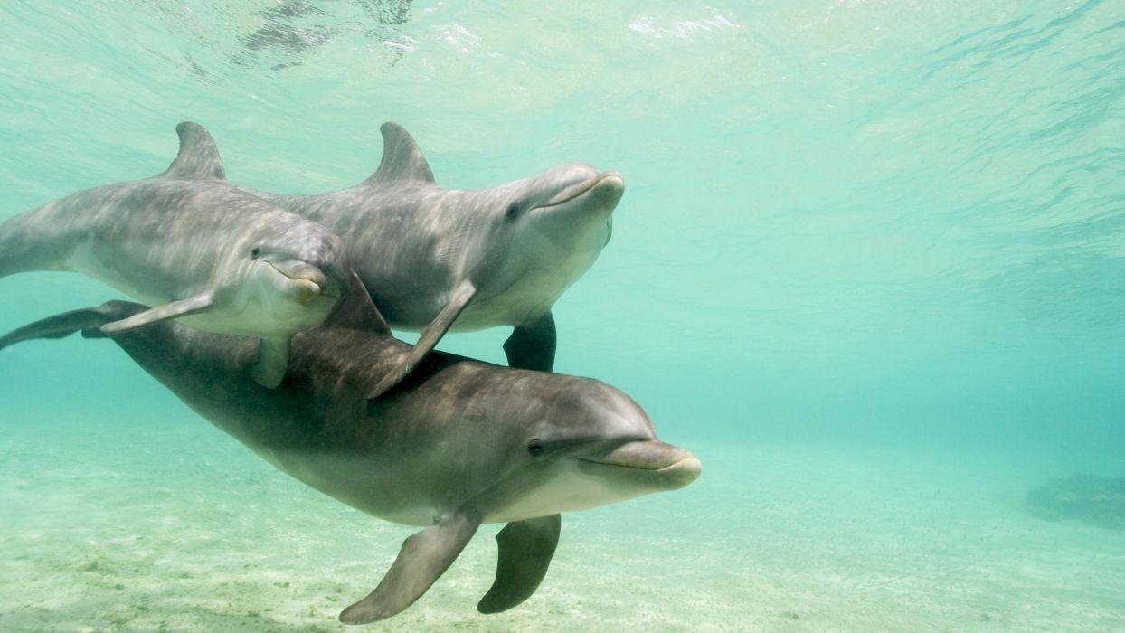 1244x700 Dolphins caribbean Honduras sea wallpaperx1080