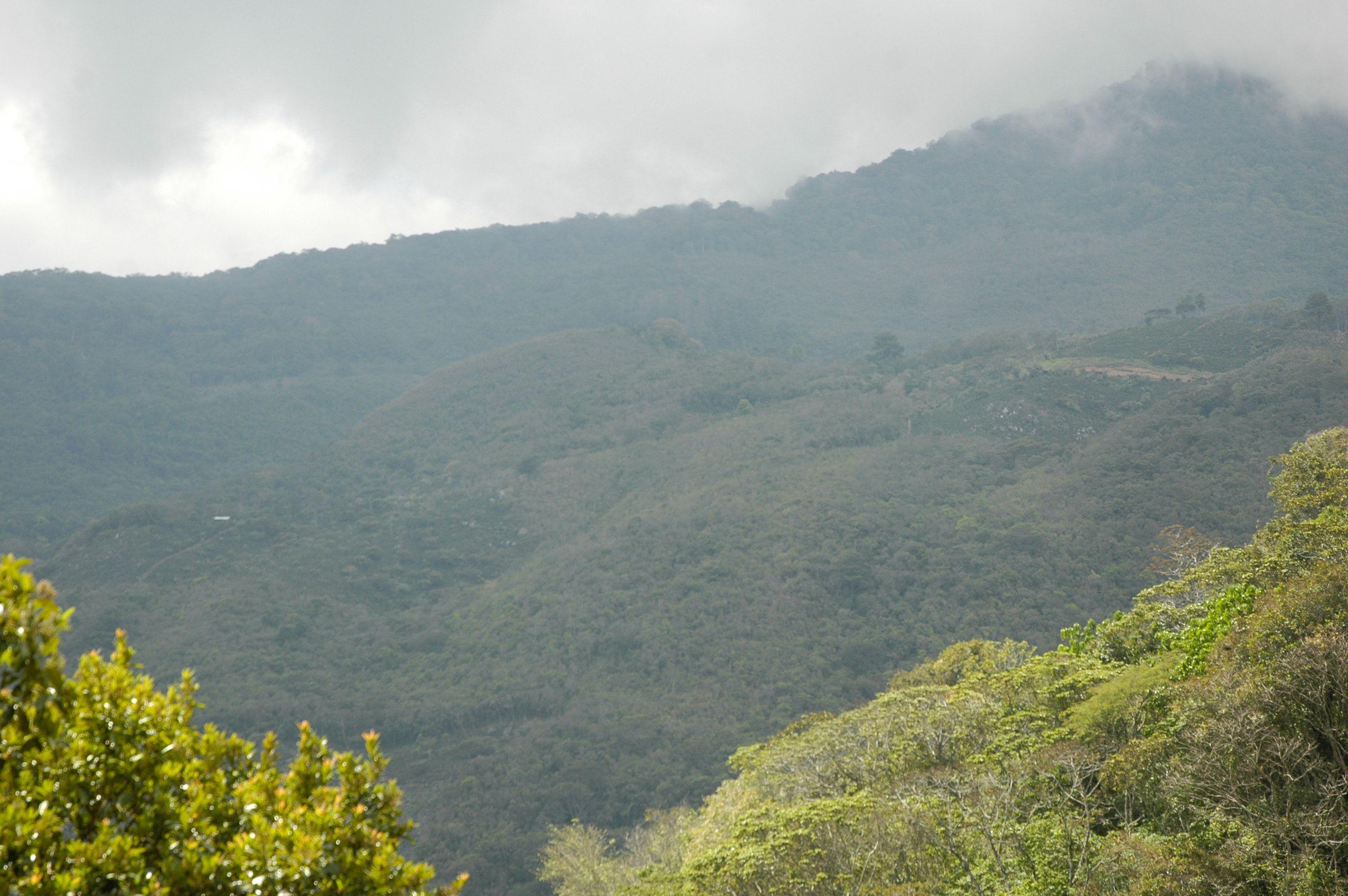 3008x2000 Free of forest, honduras, honduras mountains