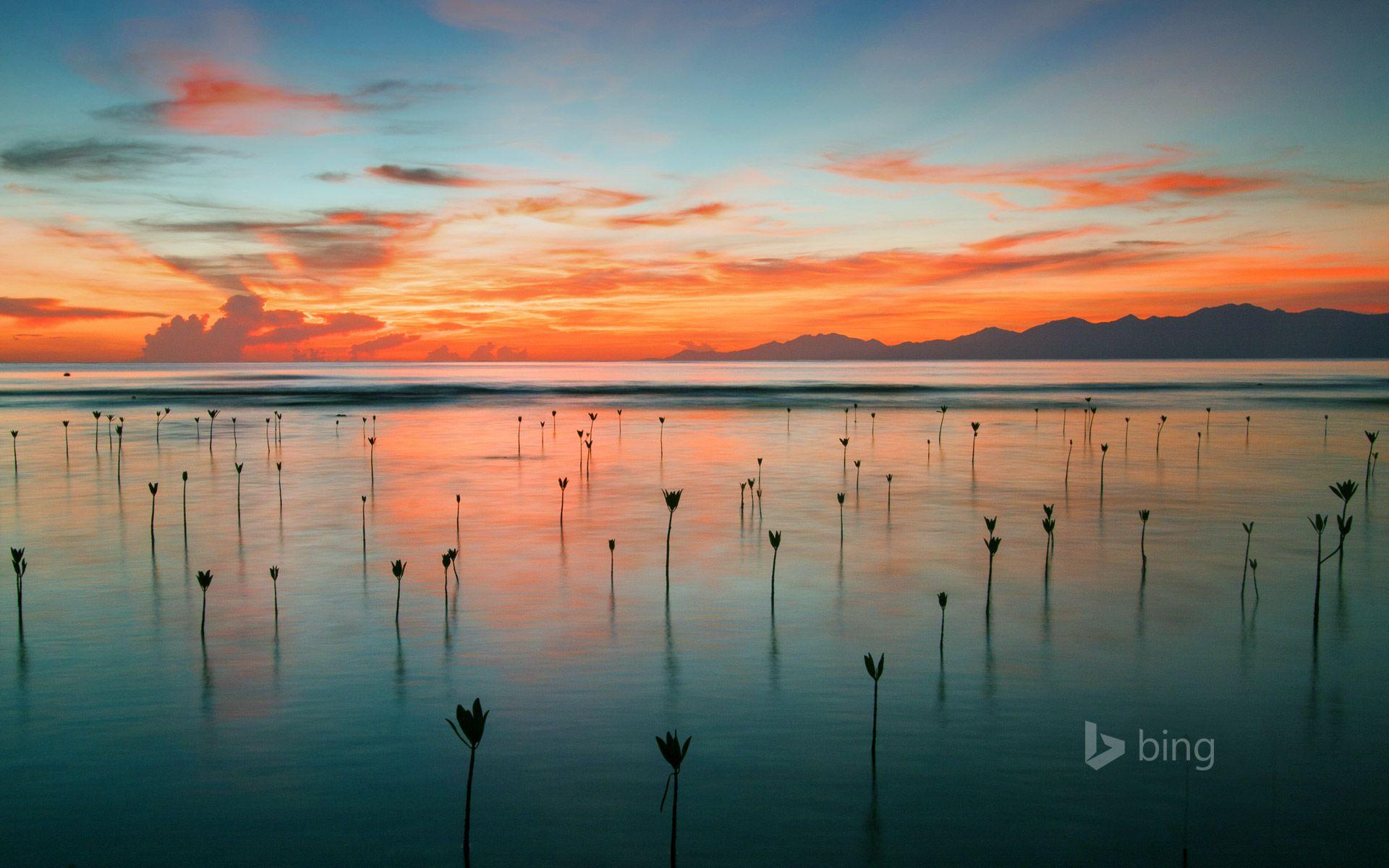1920x1200 Seedling mangroves in Cayos Cochinos, Honduras Wallpaper