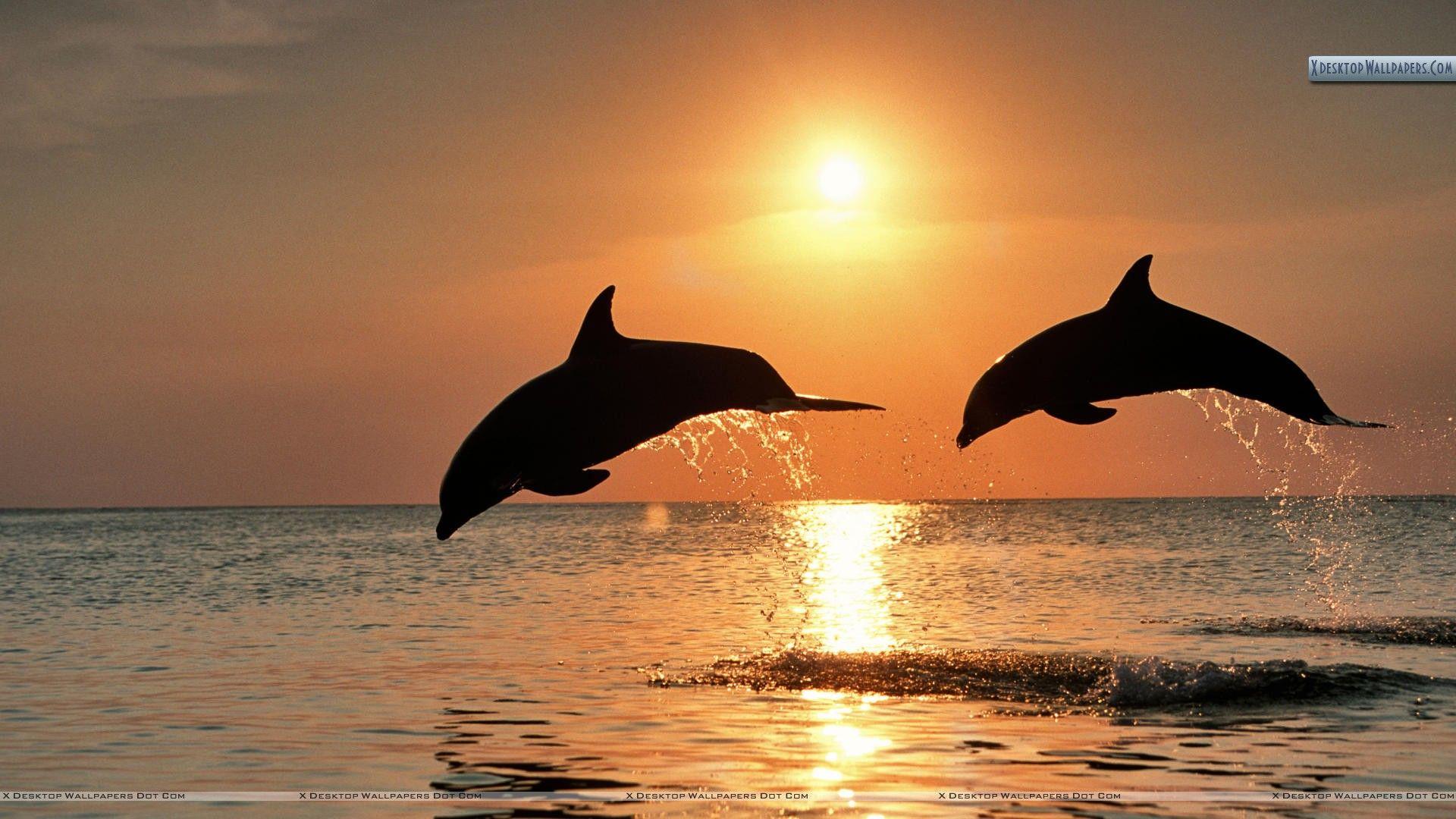 1920x1080 Bottlenose Dolphins Jumping at Sunset, Honduras Wallpaper