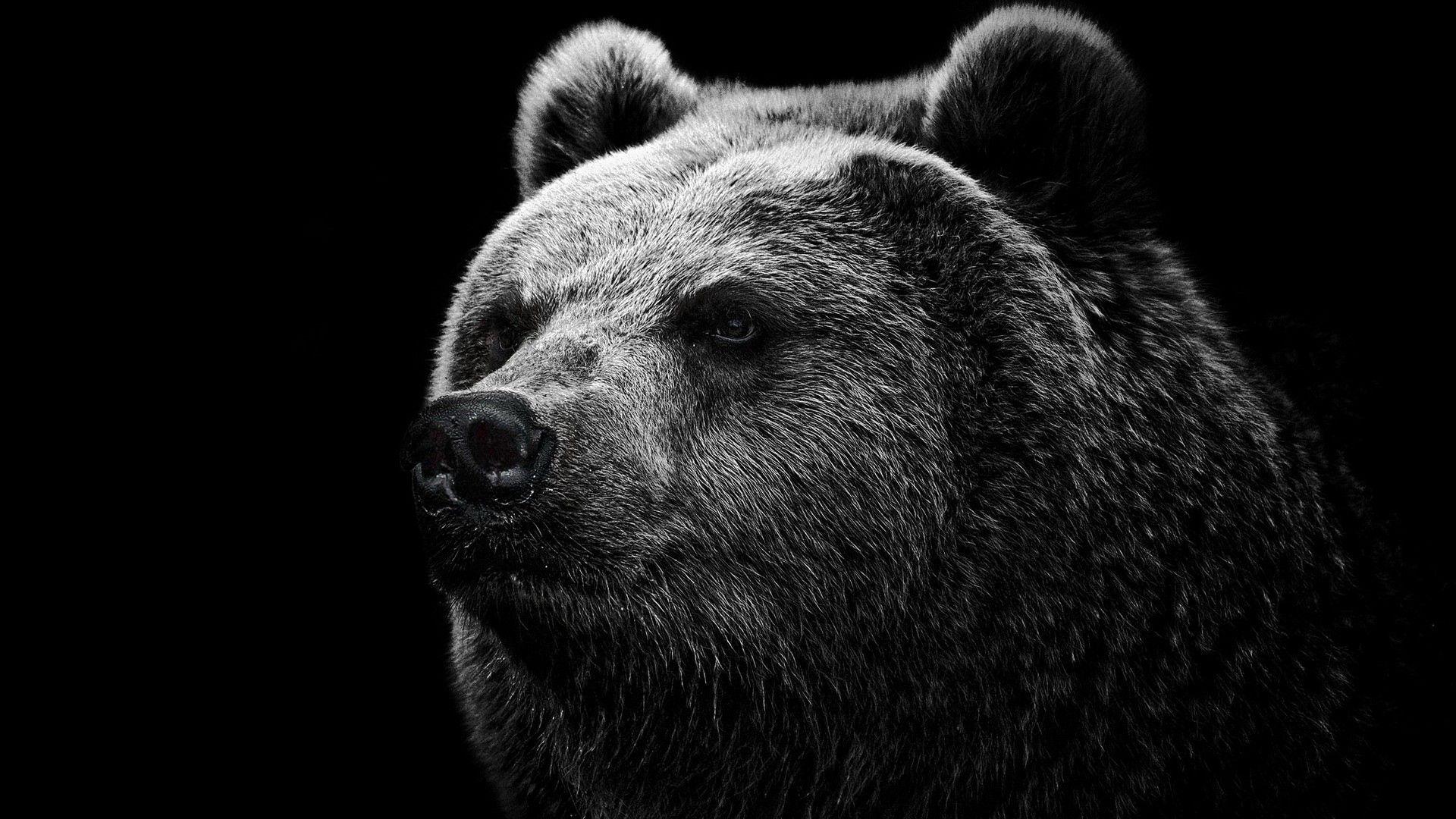 1920x1080 Animals Wallpaper. Bear wallpaper, Brown bear art, Grizzly bear