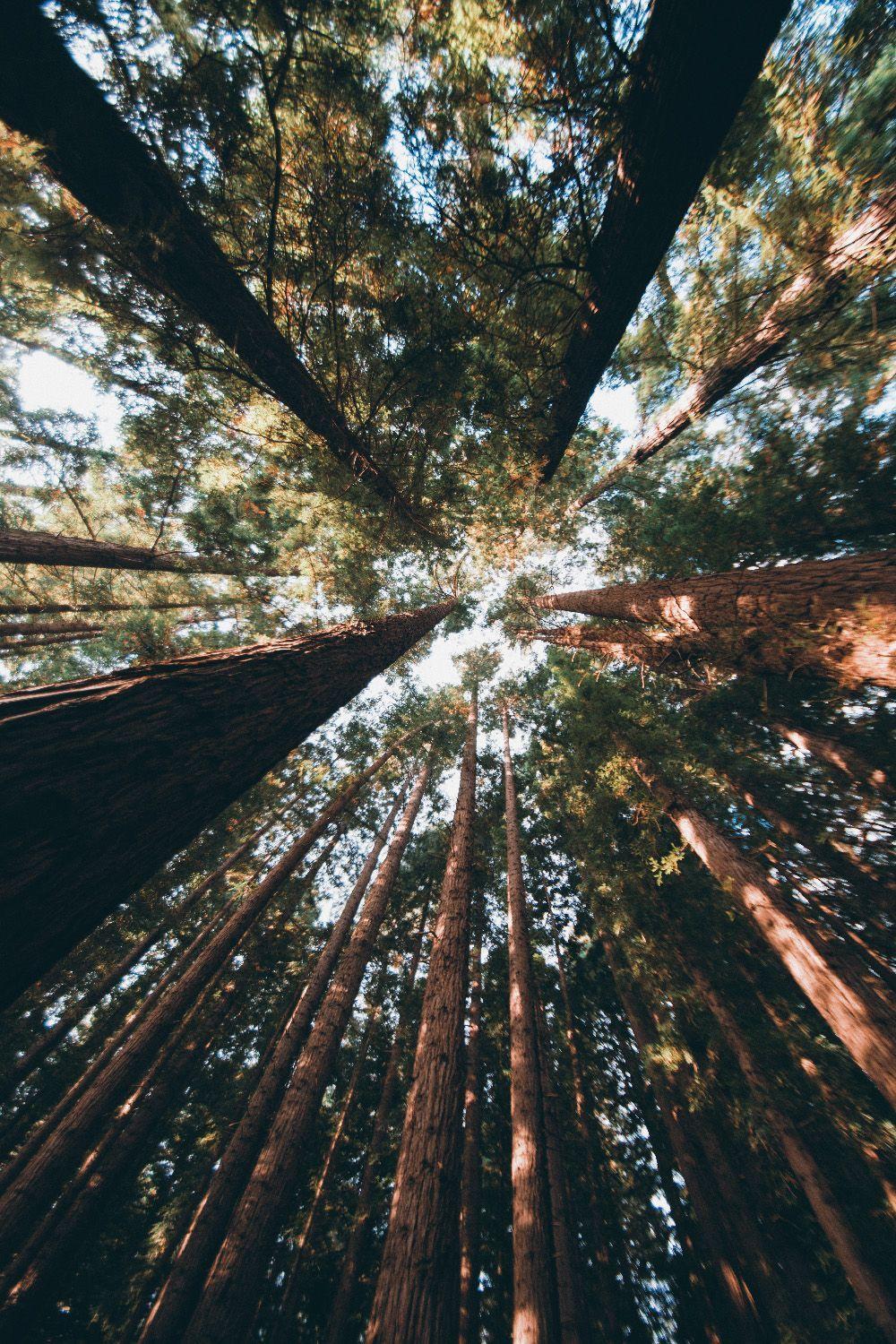 Hình nền rừng Redwood đầy mộng mơ với những cây thông khổng lồ đến tận trời. Cảm giác như đang mô phỏng một chuyến phiêu lưu giữa thiên nhiên hoang dã, nơi con người có thể thực sự thoát khỏi đời sống ồn ào và tìm thấy sự yên bình bên những người thân yêu.