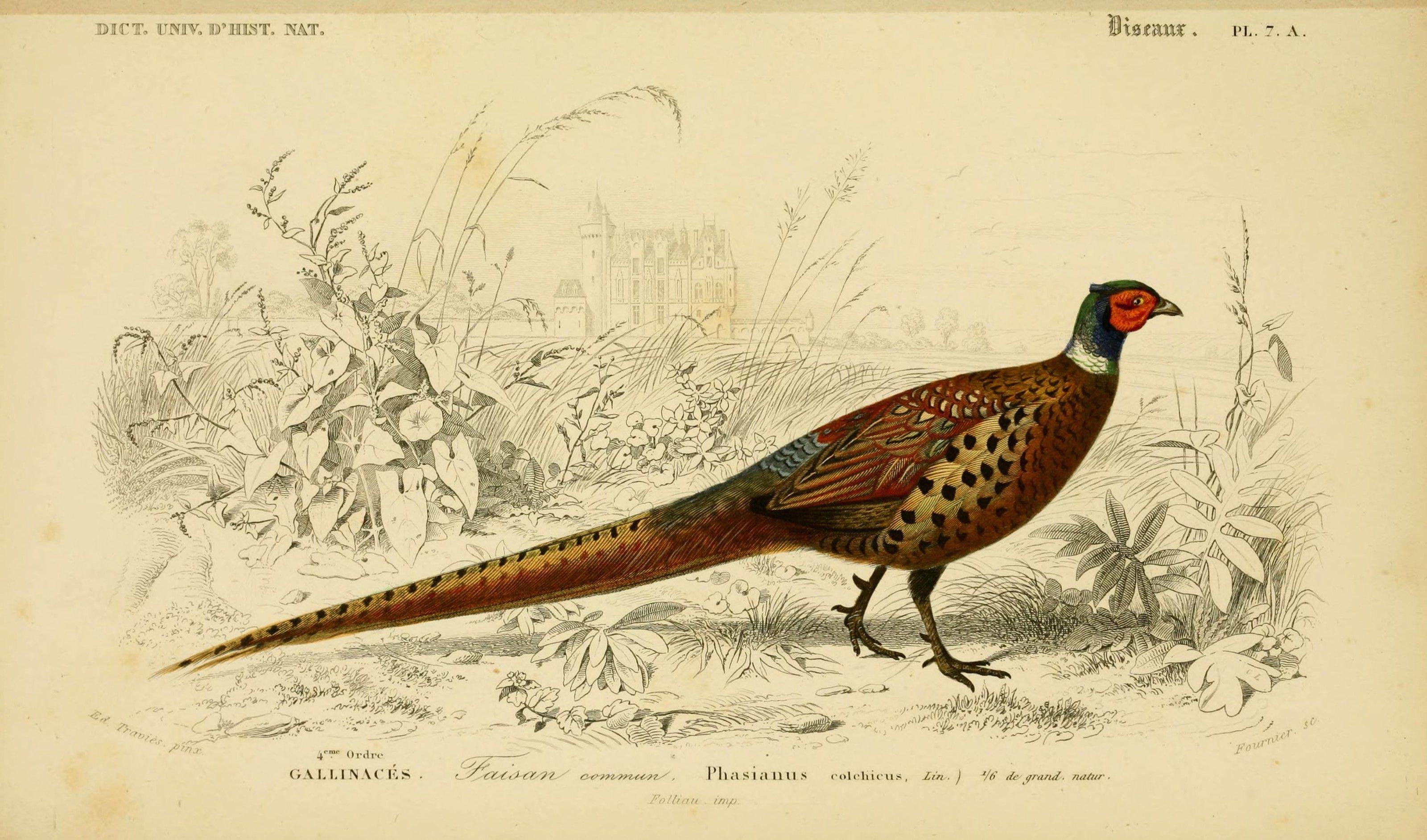 3200x1884 Pheasant Wallpaper