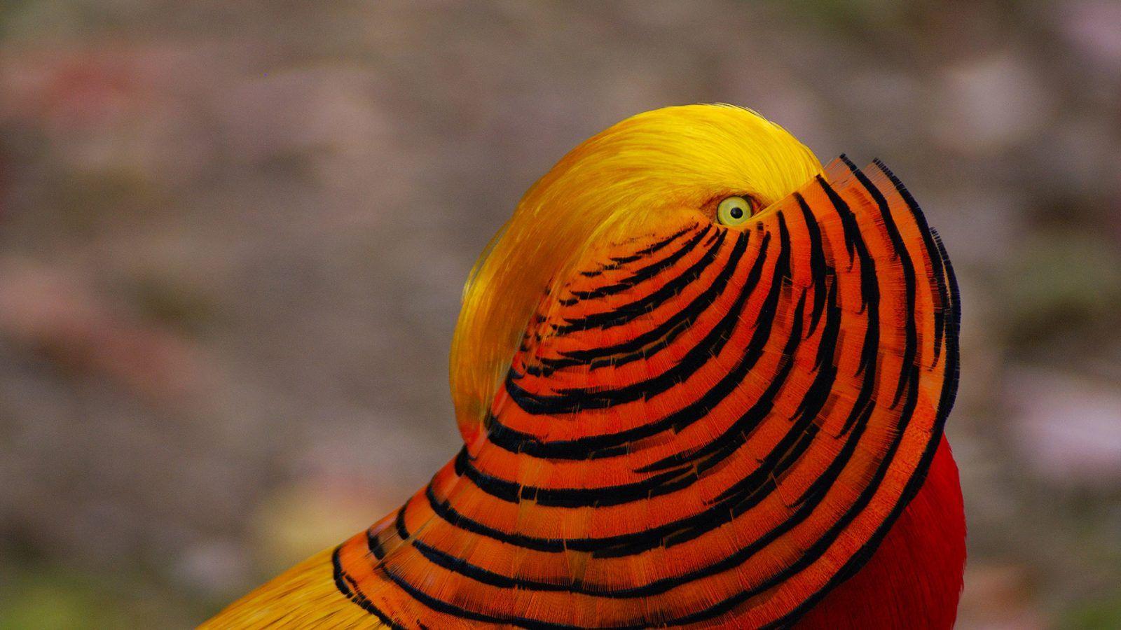 1600x900 Chinese Golden Pheasant