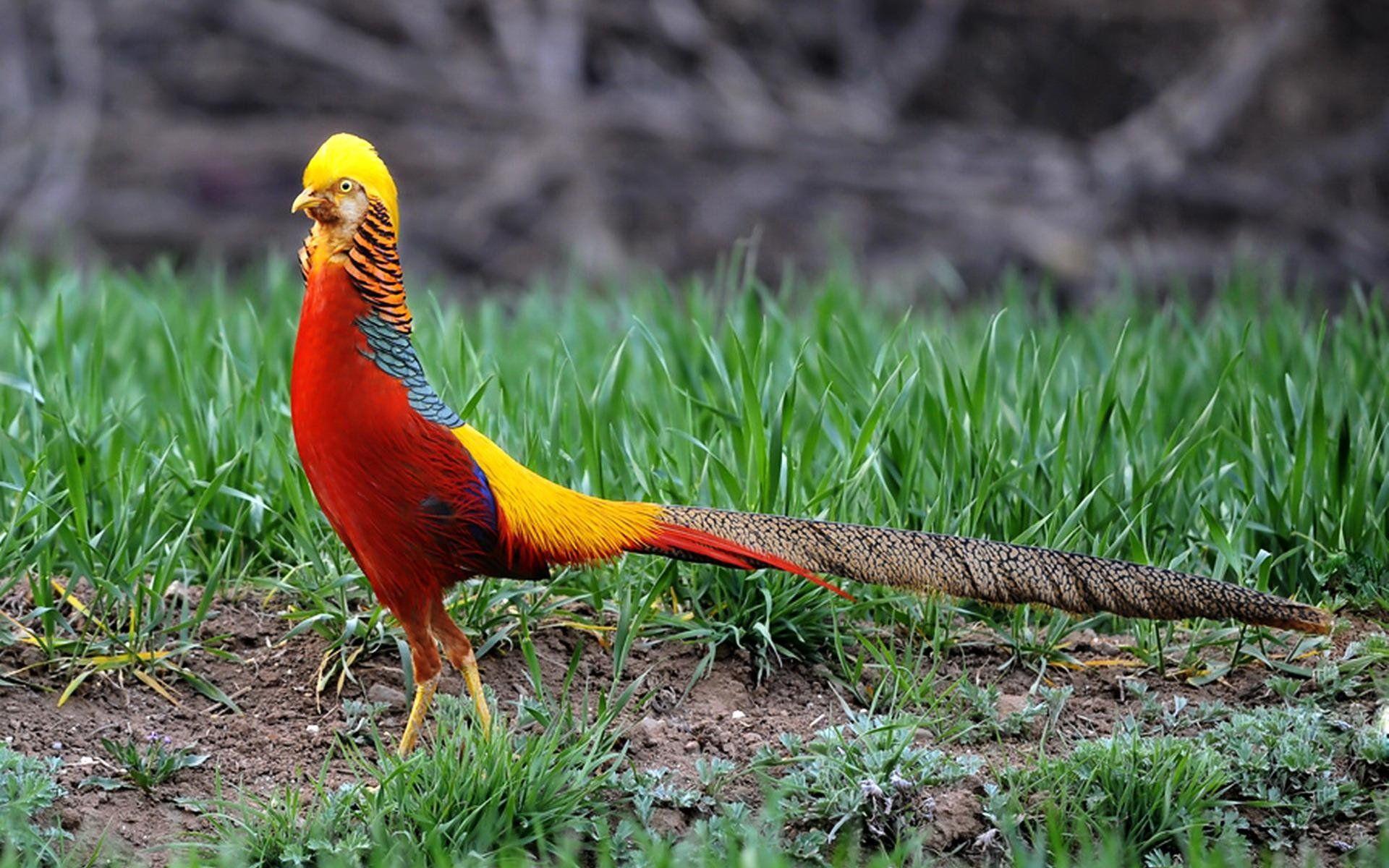 1920x1200 golden, Pheasant, Bird, Colorful, Gold, 19 Wallpaper HD / Desktop