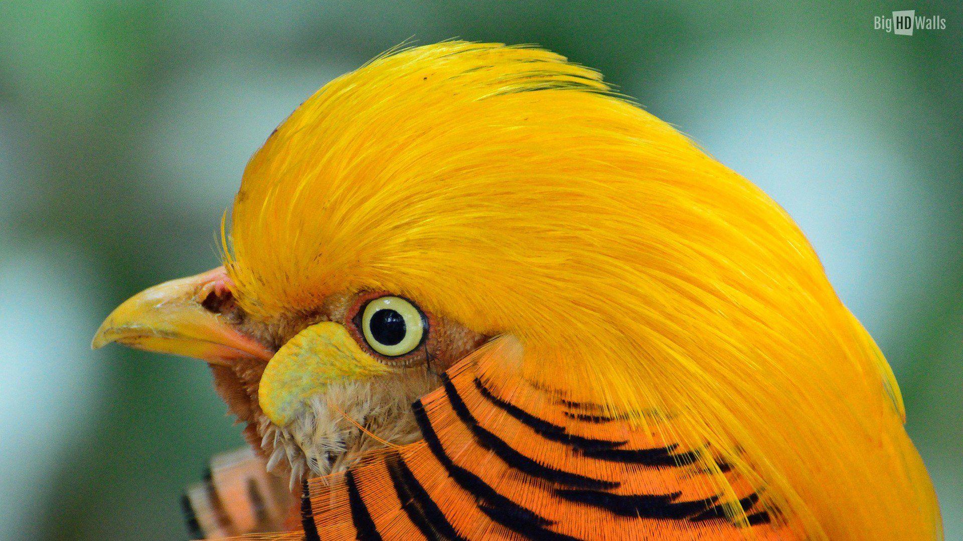 1920x1080 golden, Pheasant, Bird, Colorful, Gold, 7 Wallpaper HD / Desktop