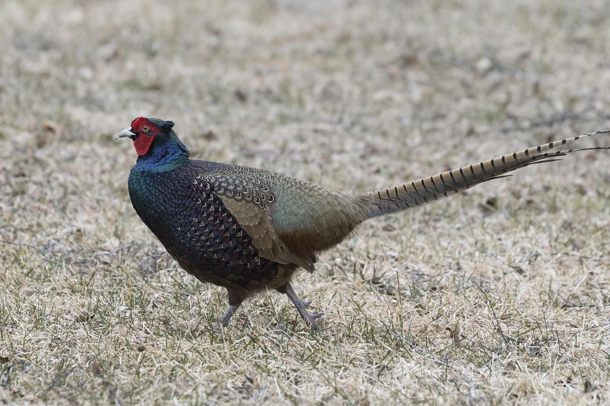 1201x800 Pheasant wallpaper for android