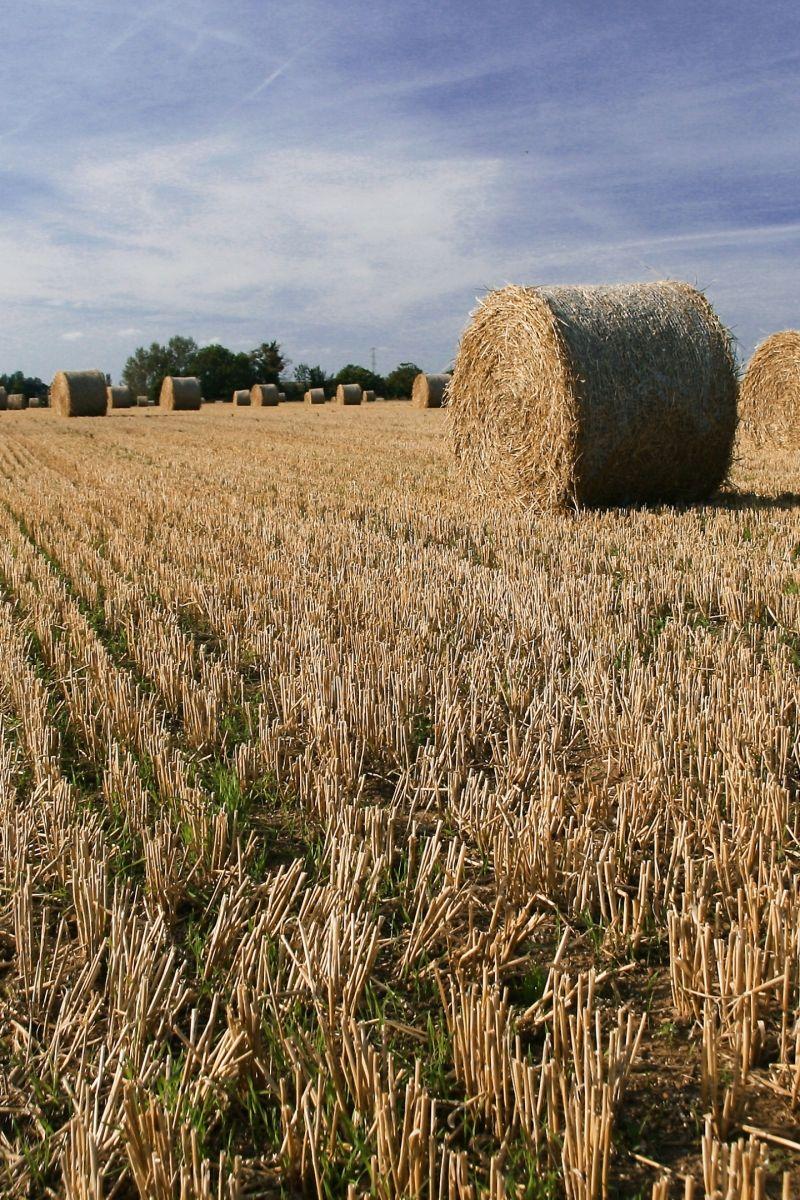 Hay Field Wallpapers - Top Free Hay Field Backgrounds - WallpaperAccess