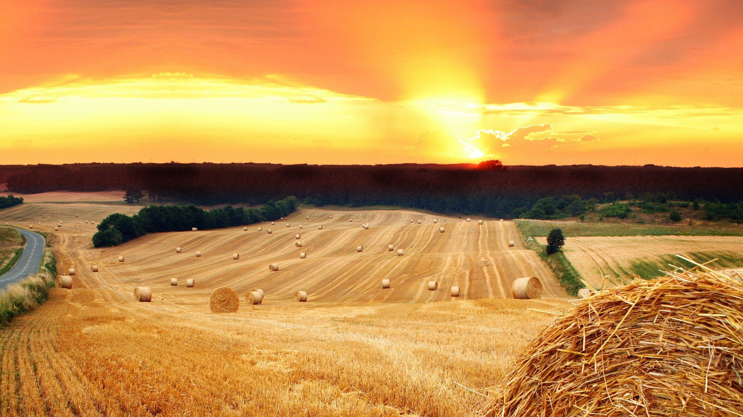 Hay Field Wallpapers - Top Free Hay Field Backgrounds - WallpaperAccess