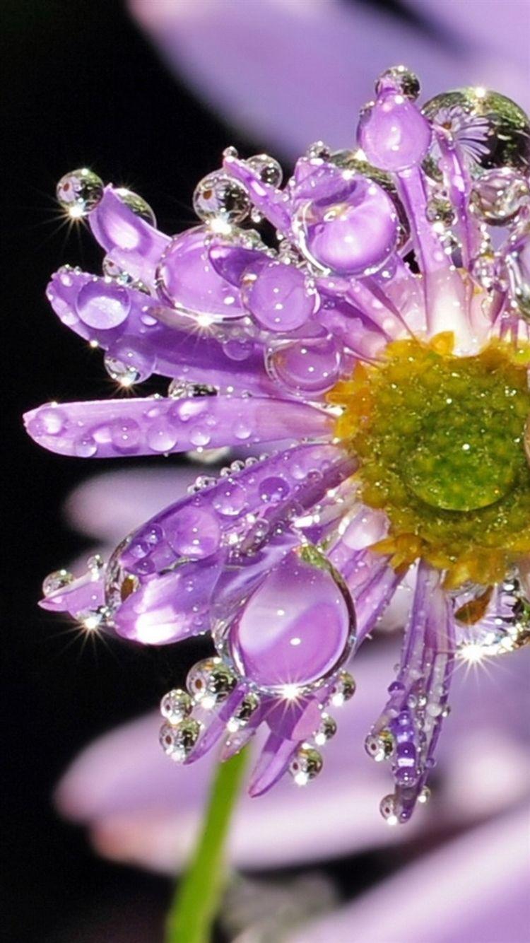 750x1334 Dew Crystal Purple Daisy Flower Macro Free Download Wallpaper