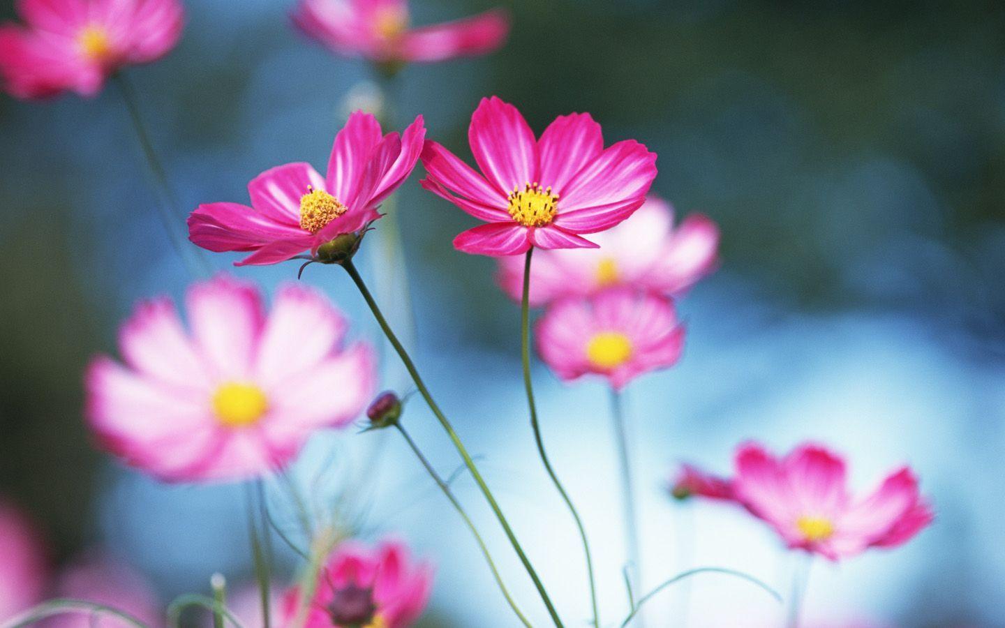 Cosmos Flower Wallpapers Top Free Cosmos Flower Backgrounds
