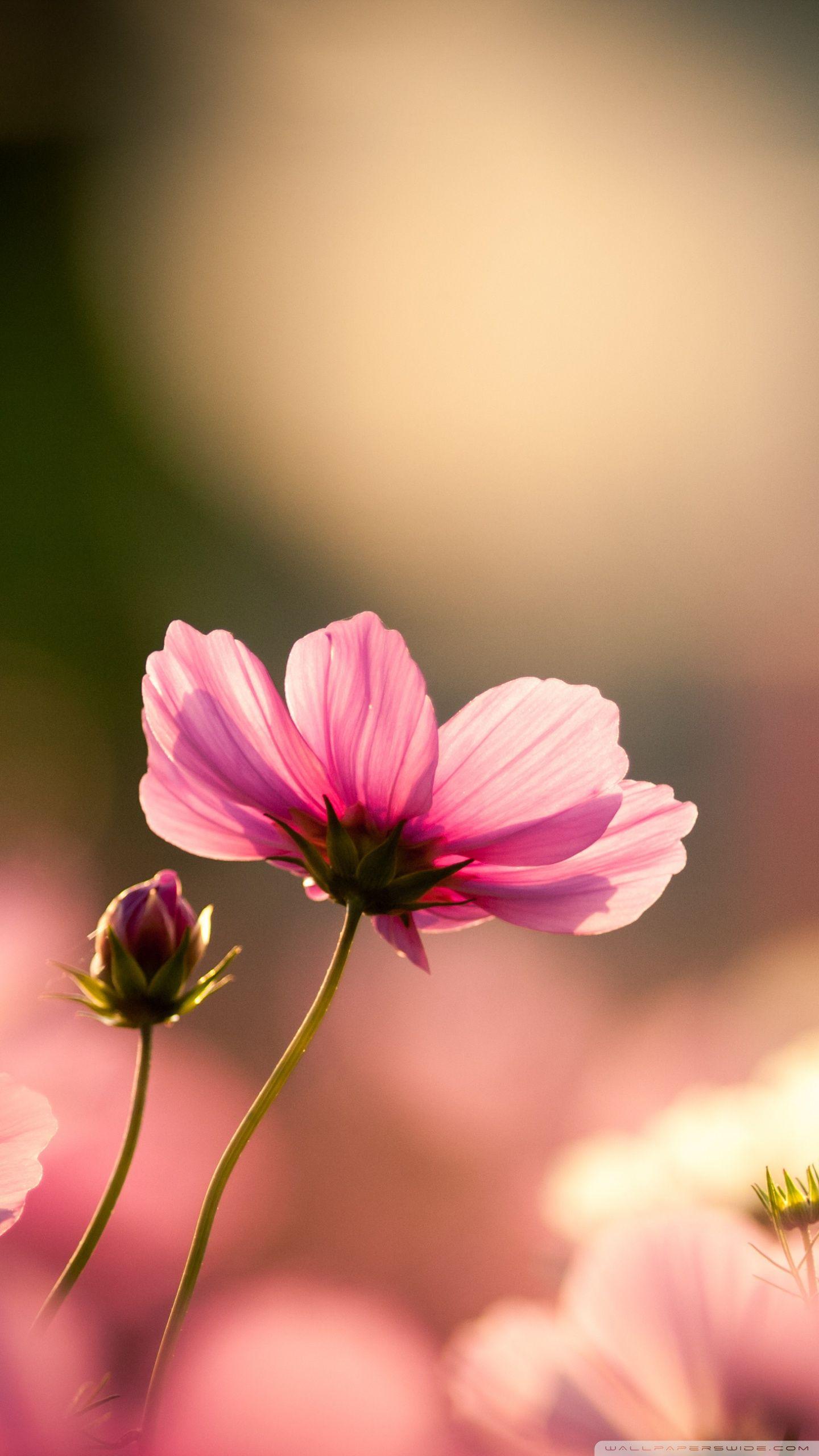 Cosmos Flower Wallpaper