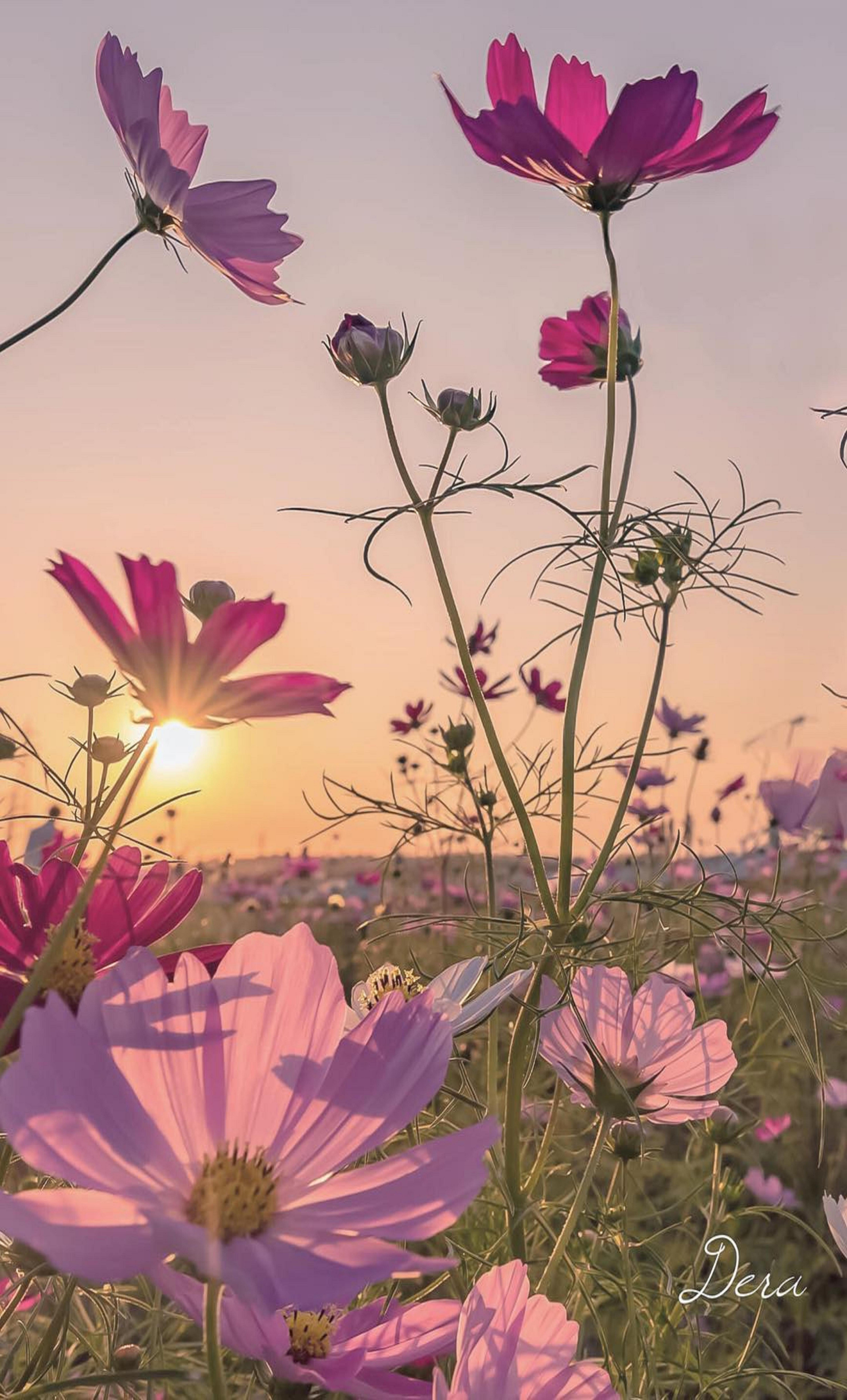 5918x9787 Sunset. Spring scenery, Cosmos flowers