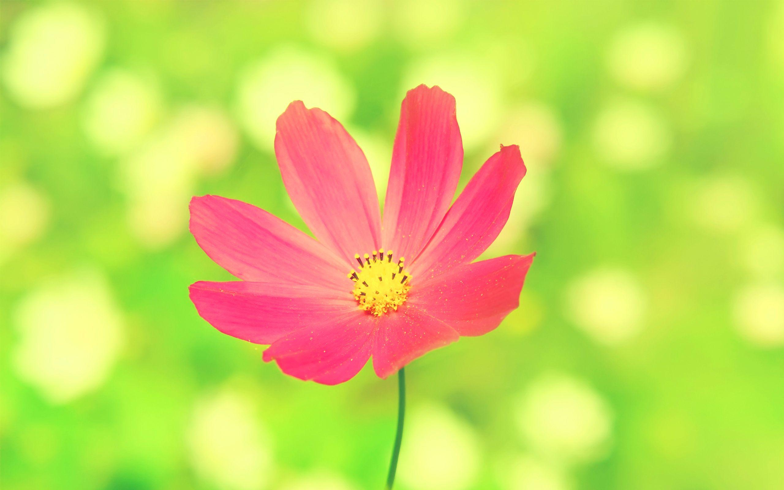 Cosmos Flower Wallpapers - Top Free Cosmos Flower Backgrounds