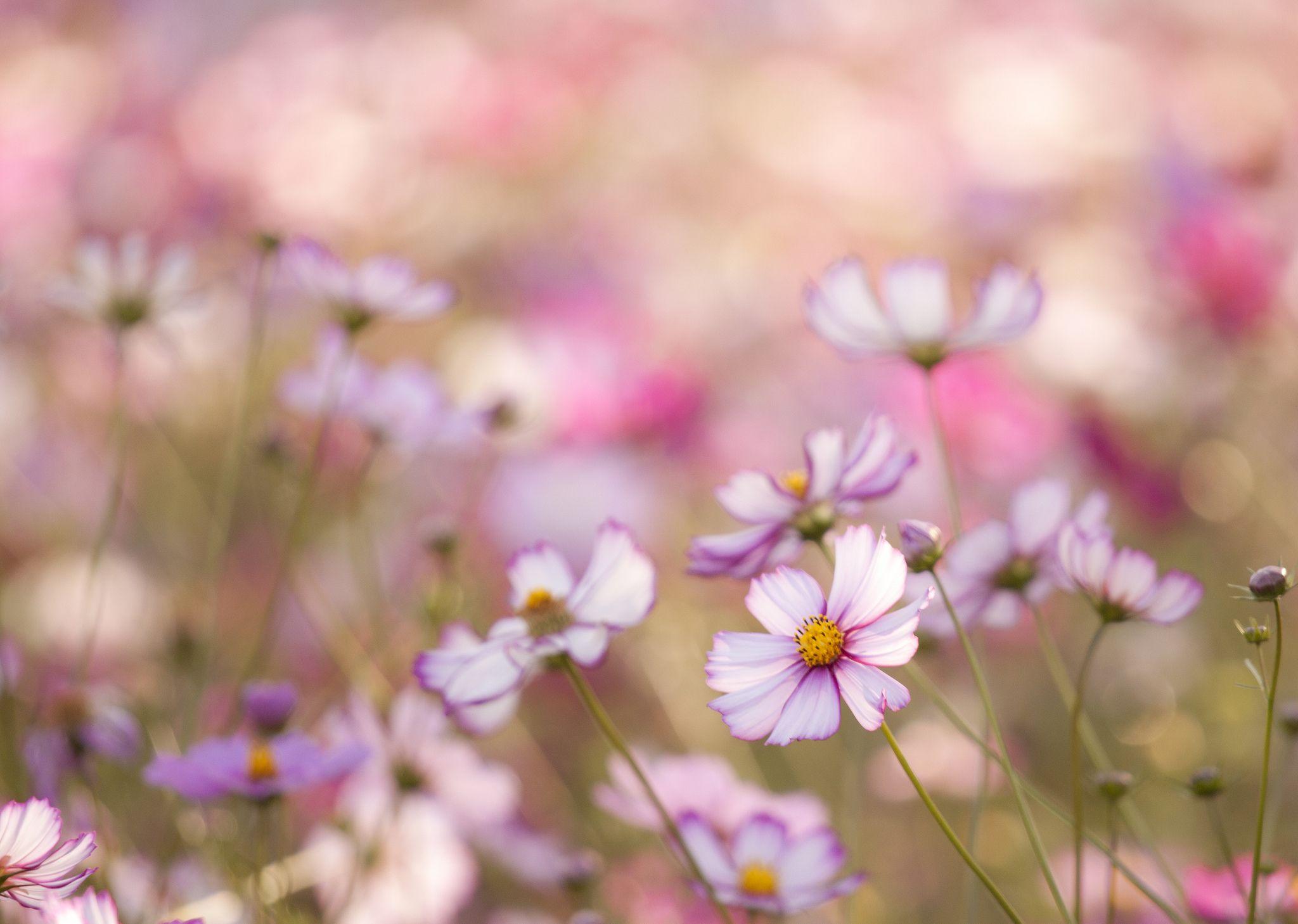 Cosmos Flower Wallpapers - Top Free Cosmos Flower Backgrounds ...