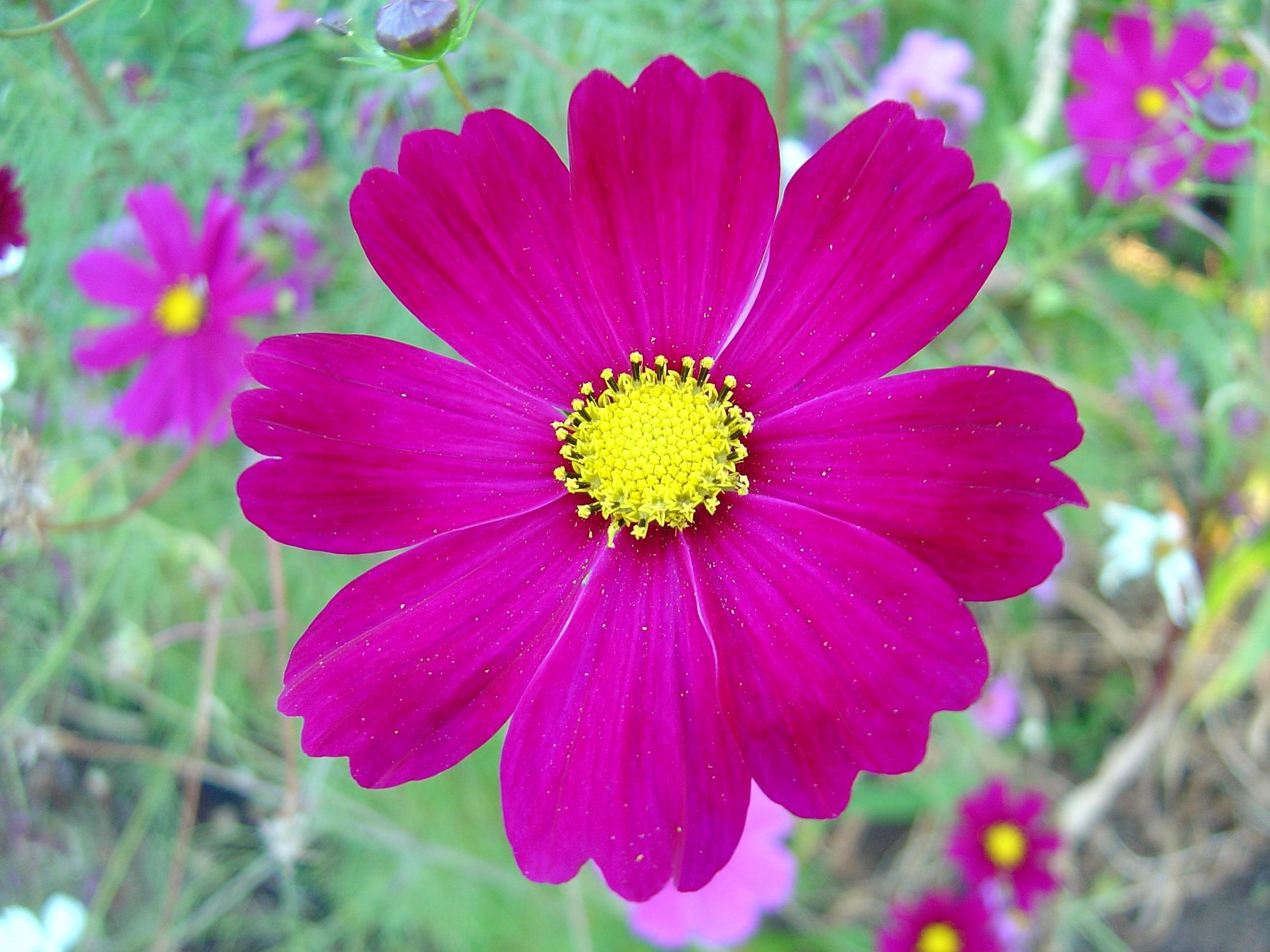 Cosmos Flower Wallpapers - Top Free Cosmos Flower Backgrounds