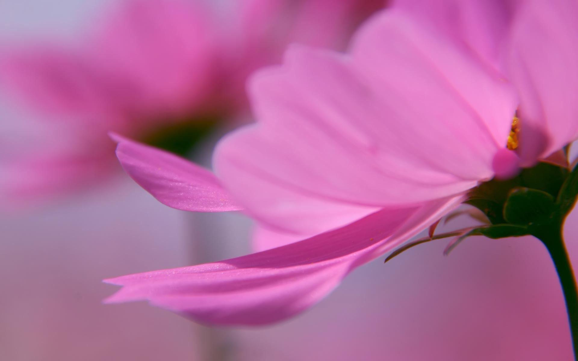 Cosmos Flower Wallpapers - Top Free Cosmos Flower Backgrounds