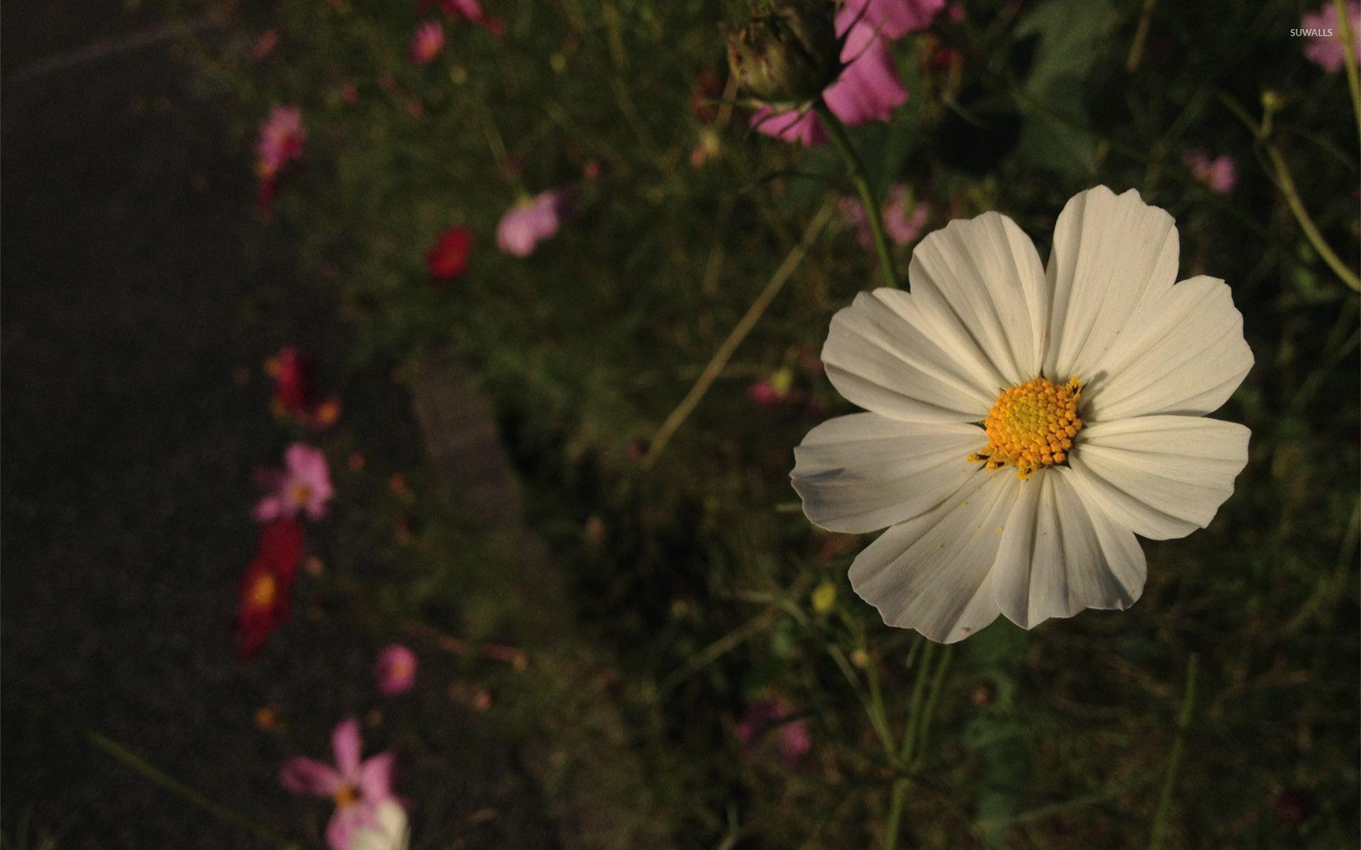 1920x1200 White cosmos flower wallpaper wallpaper