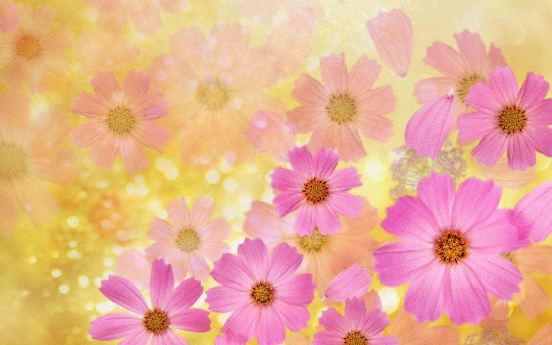 Cosmos Flower Wallpapers - Top Free Cosmos Flower Backgrounds