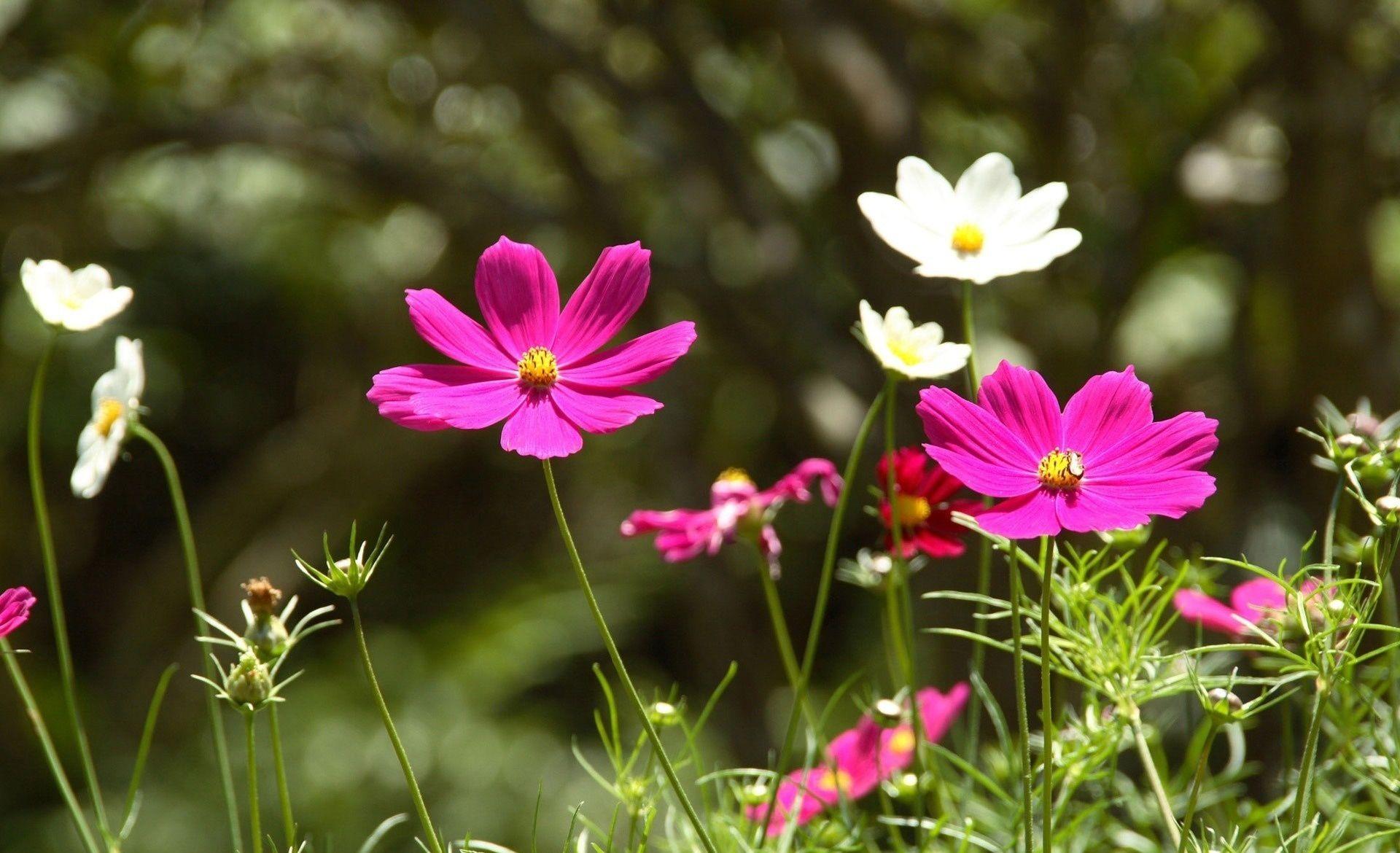1920x1170 Wallpaper Cosmos, flower, Asteraceae desktop wallpaper Nature