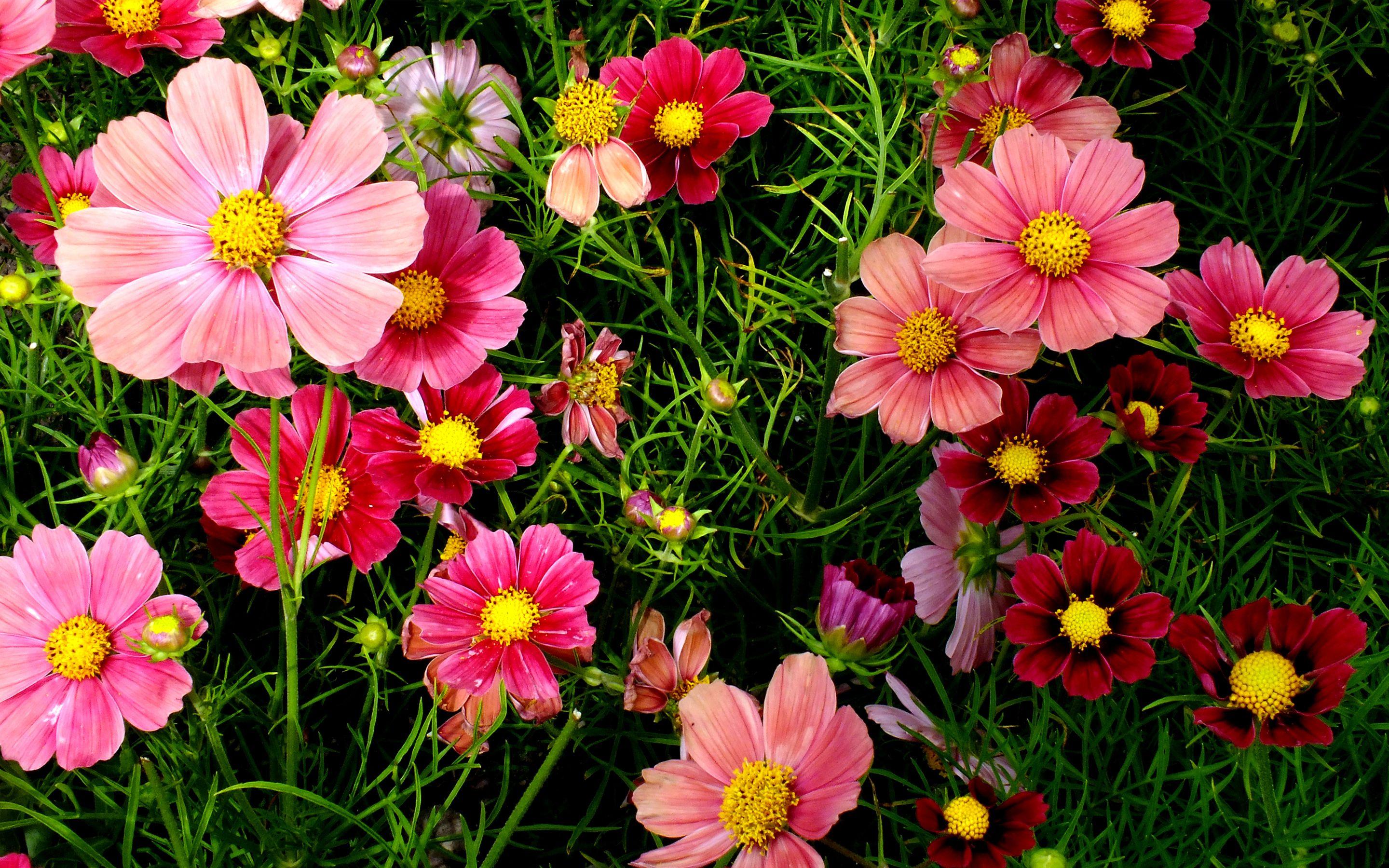 Cosmos Flower Wallpapers - Top Free Cosmos Flower Backgrounds