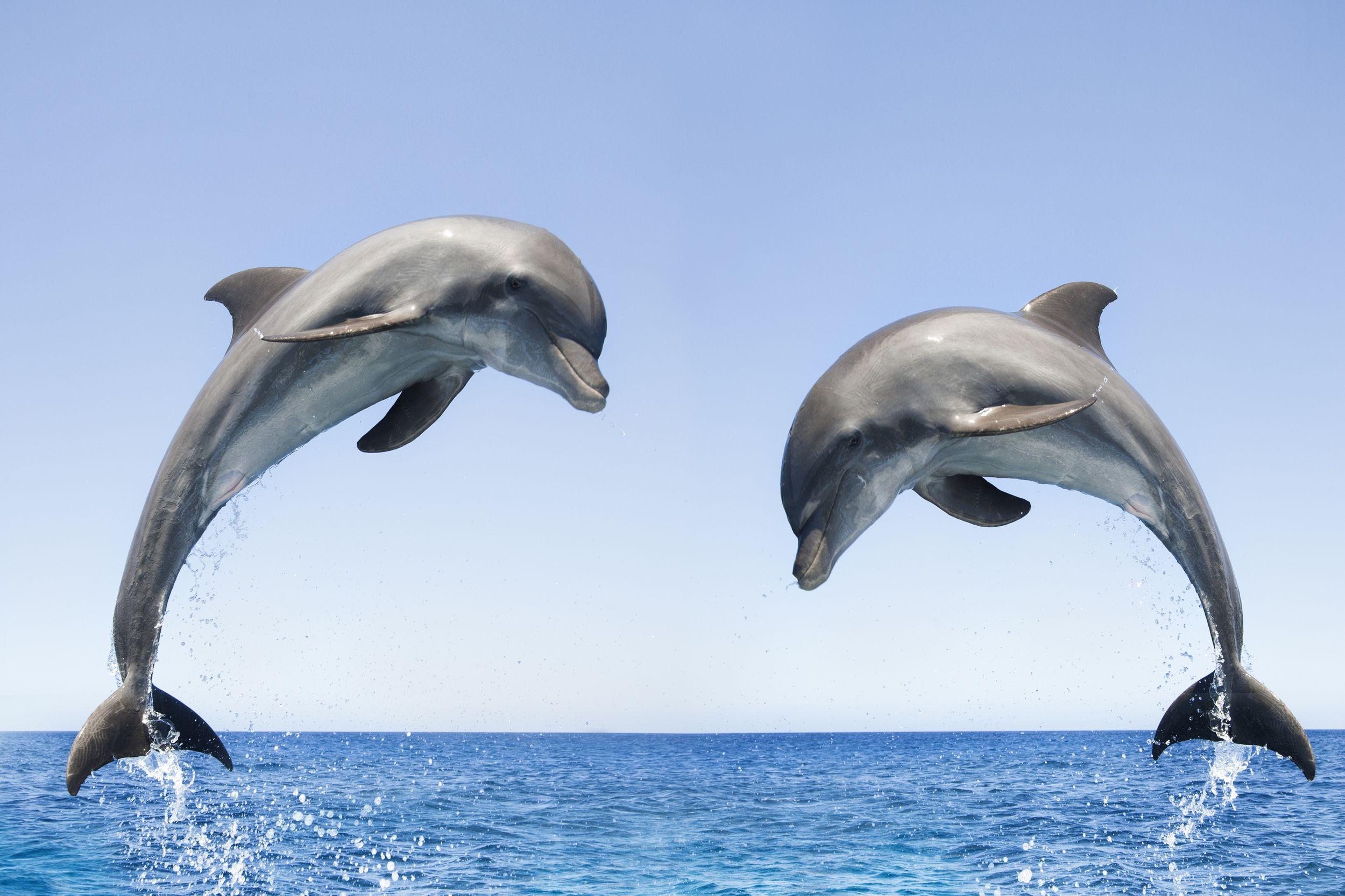 Dolphin Jump Wallpapers - Top Free Dolphin Jump Backgrounds -  WallpaperAccess