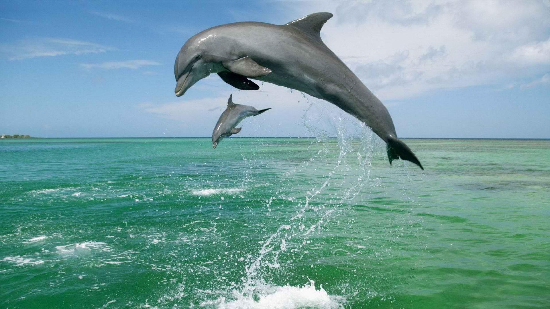 1920x1080 Download Wallpaper 1920x1080 dolphin, jump, water, sky, sea Full