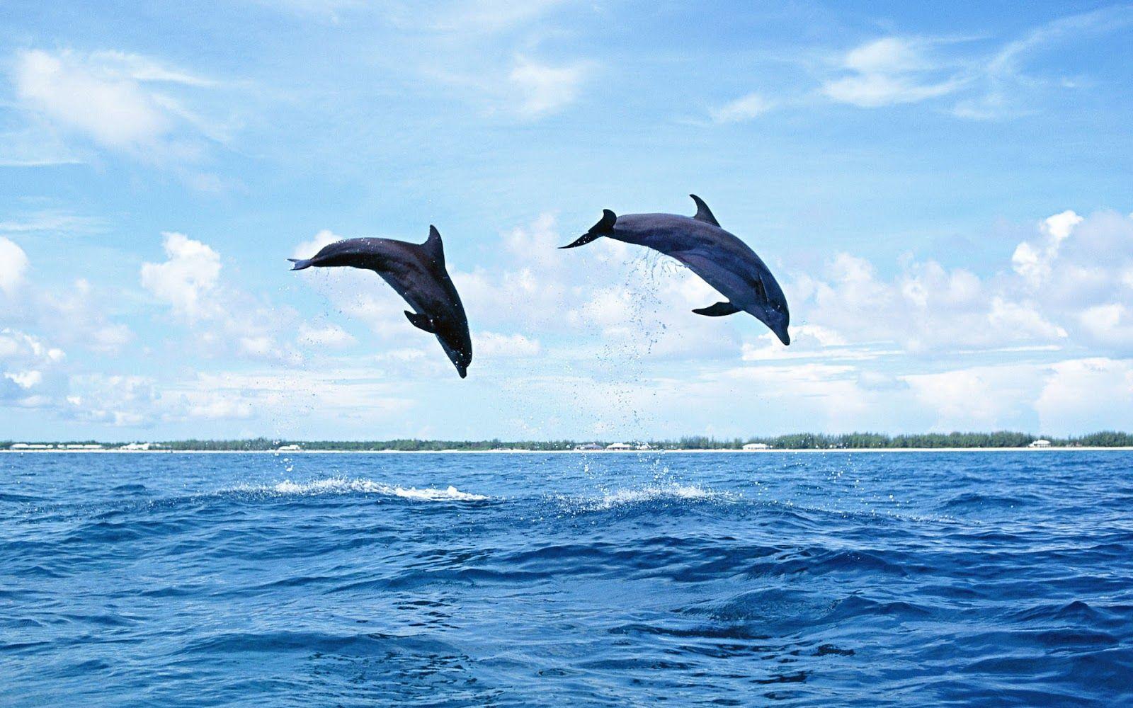 1600x1000 Free download photo of dolphins jumping high out of the water