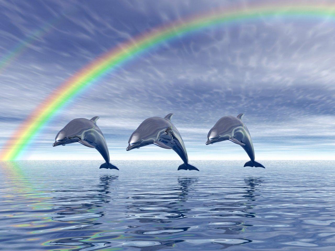 1280x960 Free Dolphin Wallpaper For Desktop