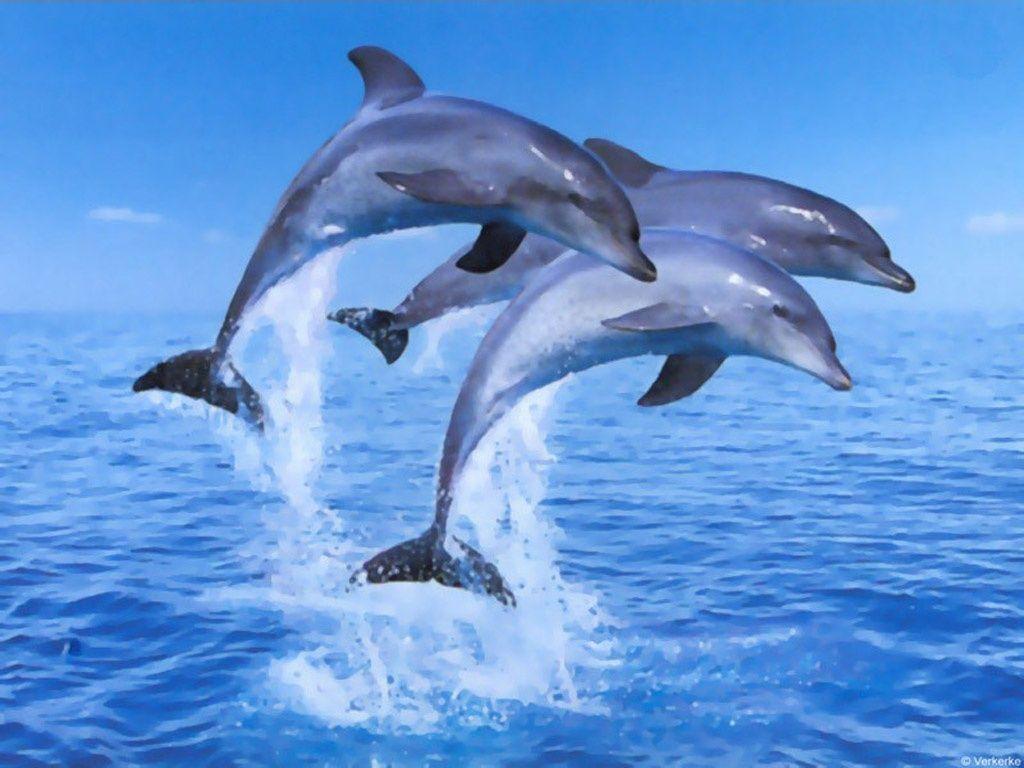 1024x768 Dolphins Jumping Wallpaper