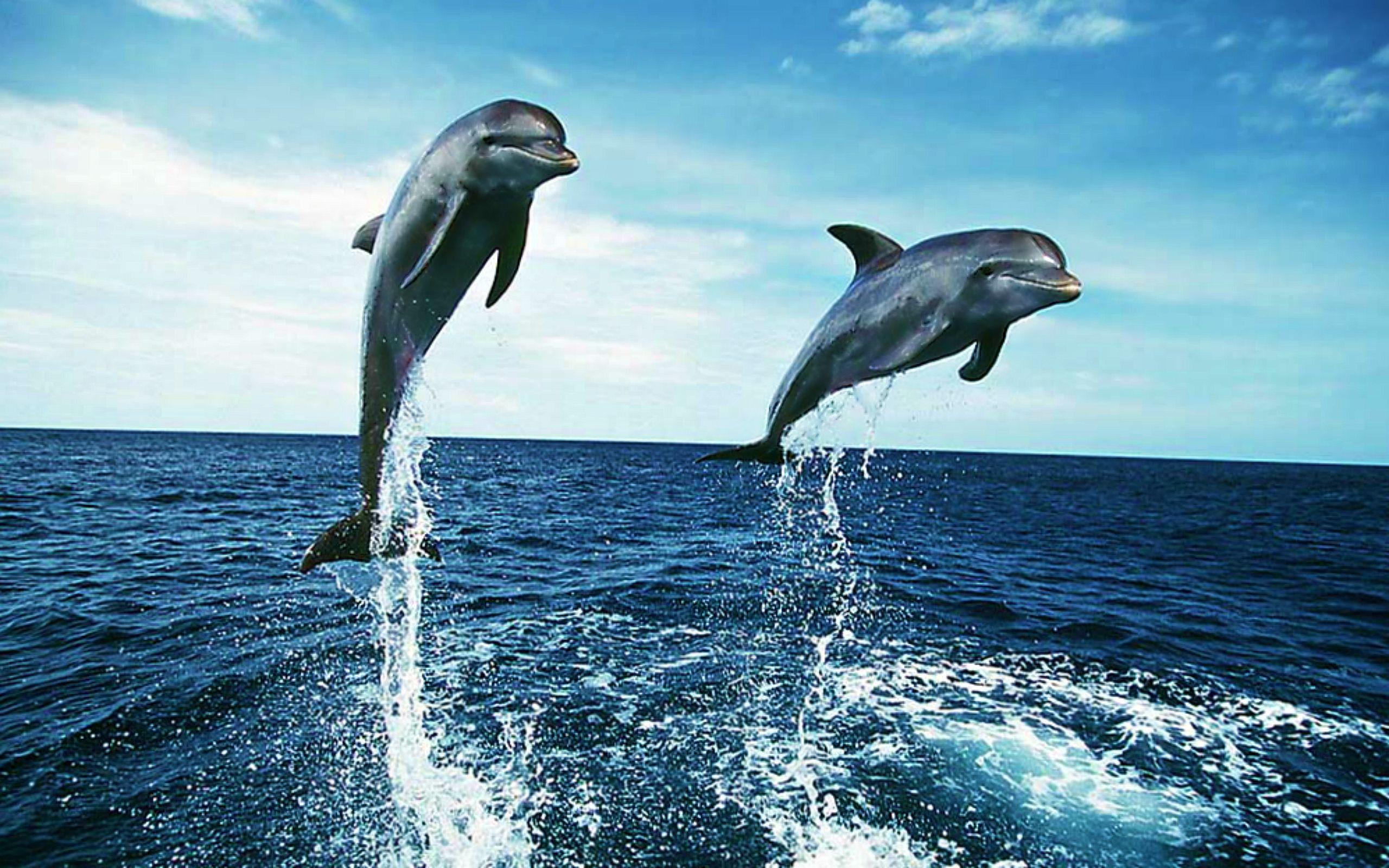 2560x1600 Dolphin Wallpaper. Rainbow Dolphin