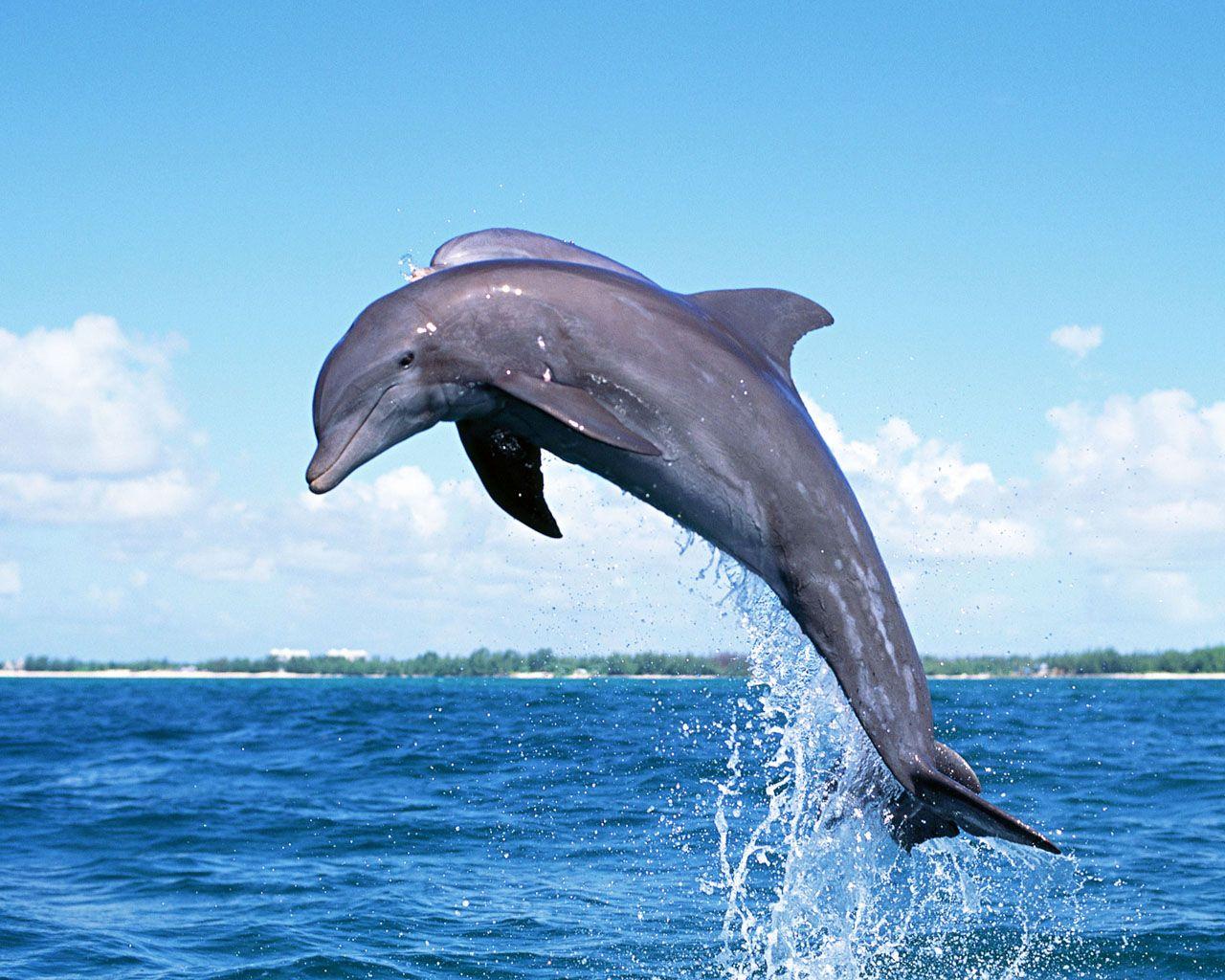 1280x1024 dolphin wallpaper jump Desktop Wallpaperk HD