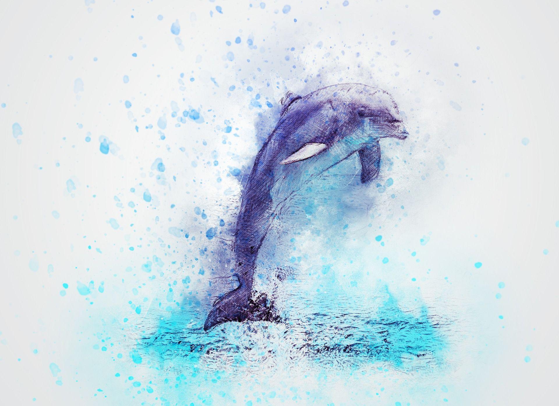 1920x1393 Dolphin HD Wallpaper