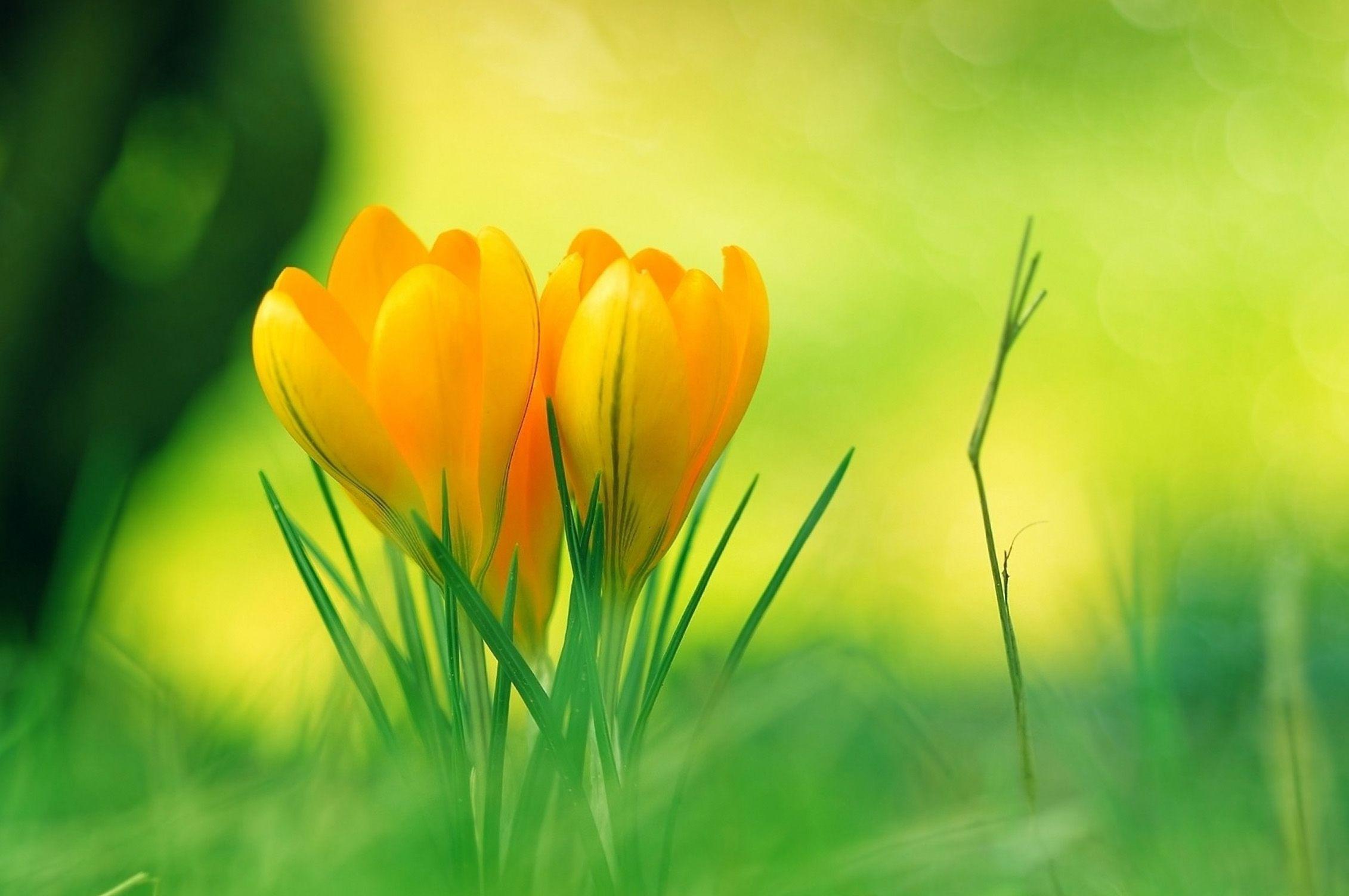 2262x1504 Cool Nature Background Image