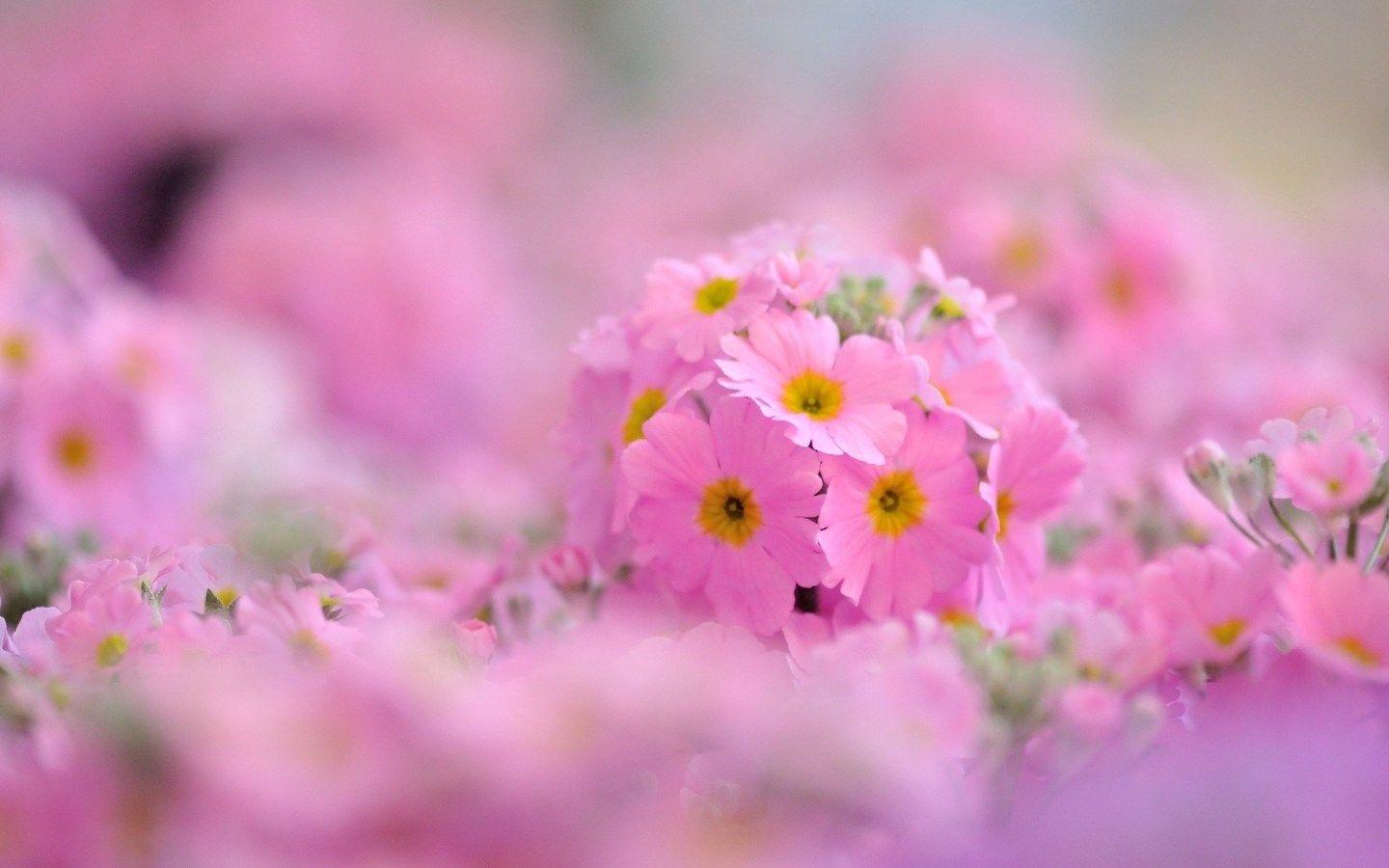 1440x900 Pink Chrome HD Desktop Wallpaper. Beautiful flowers wallpaper, Flower image, Desktop wallpaper