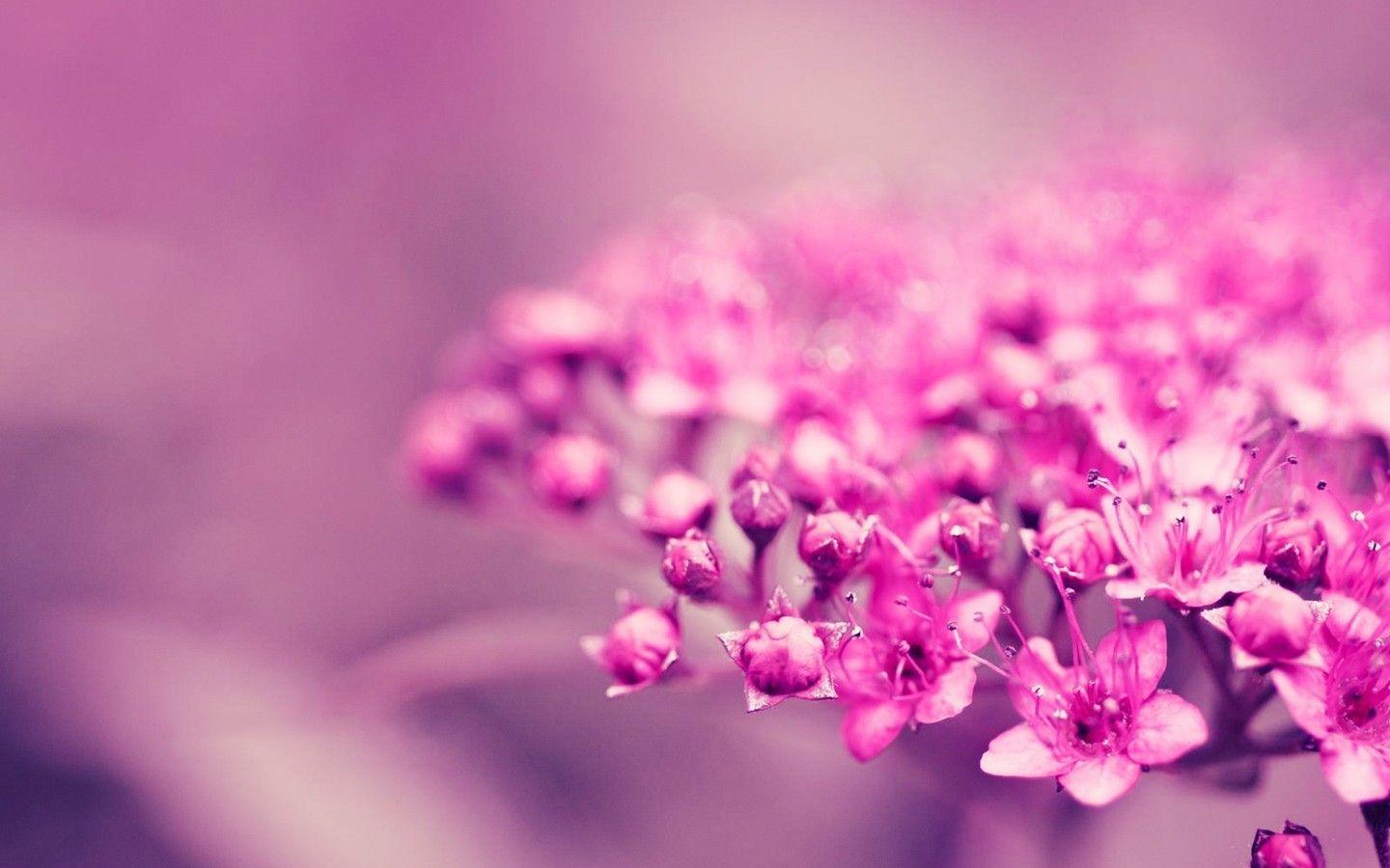 1440x900 Pink Chrome Wallpaper Image « Firefox Wallpaper « Free Download Wallpaper Desktop. Pink flowers wallpaper, Flower wallpaper, Pink chrome