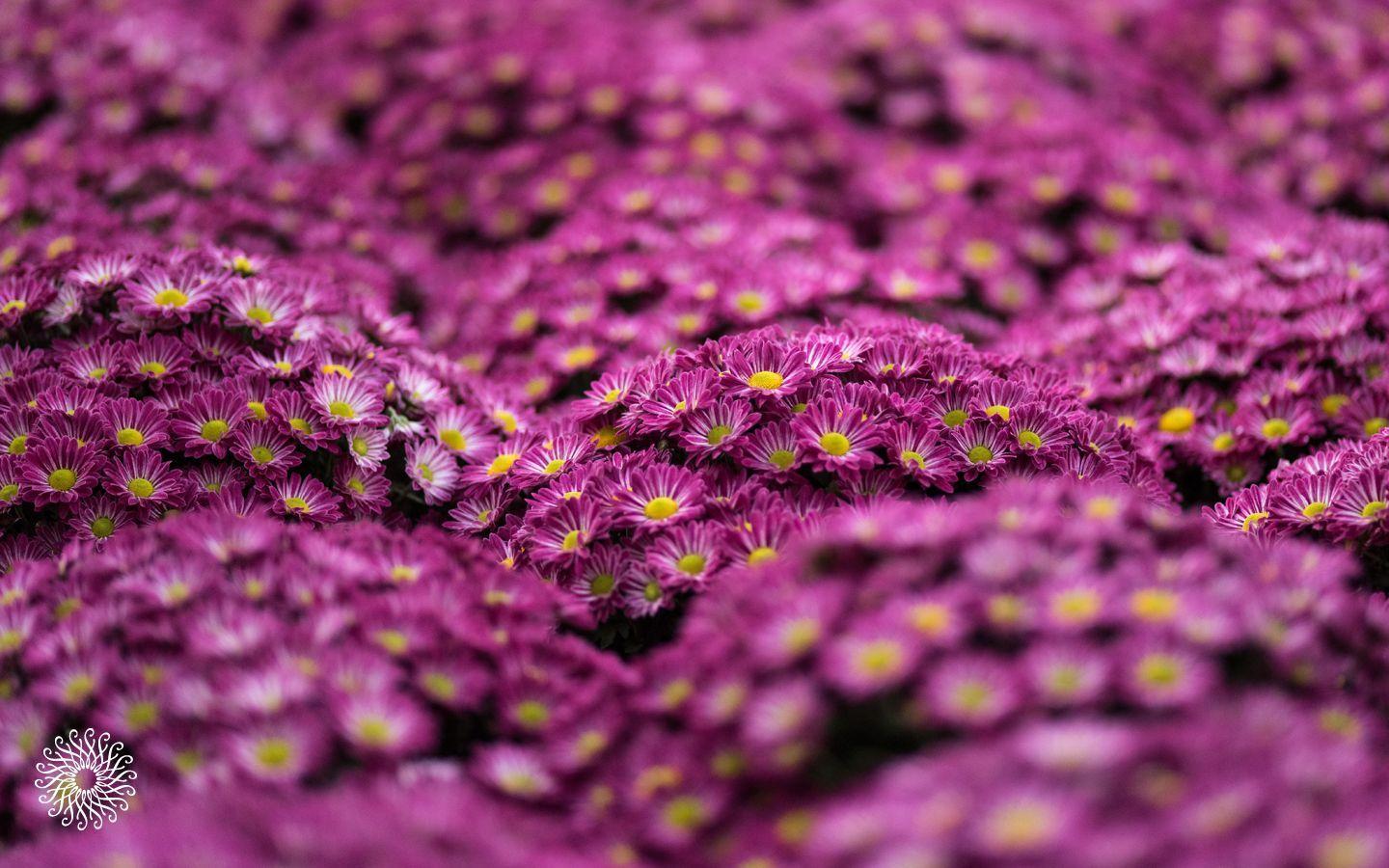 1440x900 Pink Chrome Wallpaper High Definition « Firefox Wallpaper « Free Download Wallpaper Desktop. Pink chrome, Snowman wallpaper, Mac wallpaper