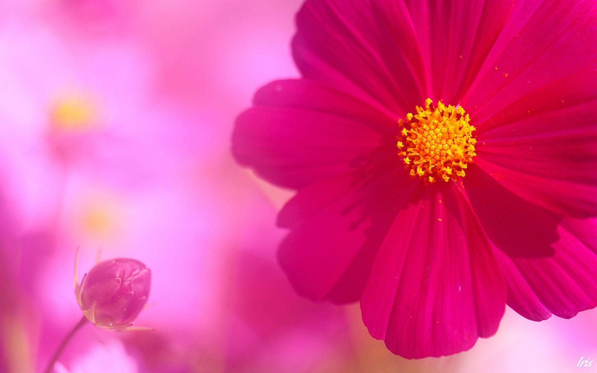 1920x1200 Google Chrome Background. 0274