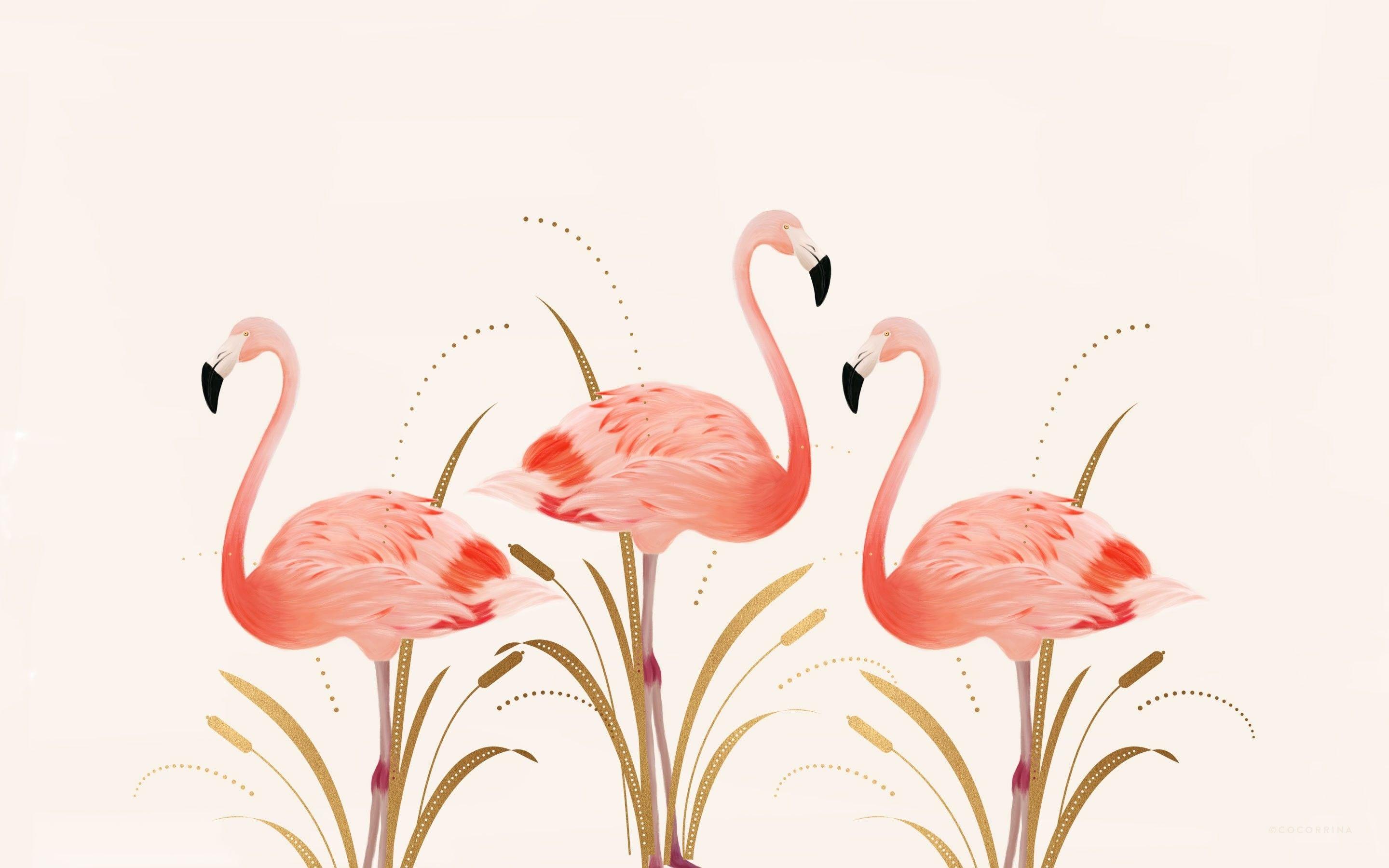 Flamingo HD Backgrounds  PixelsTalkNet