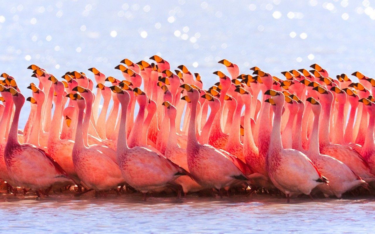 1280x800 Free download Wallpaper cute pink flamingos birds HD wallpaper