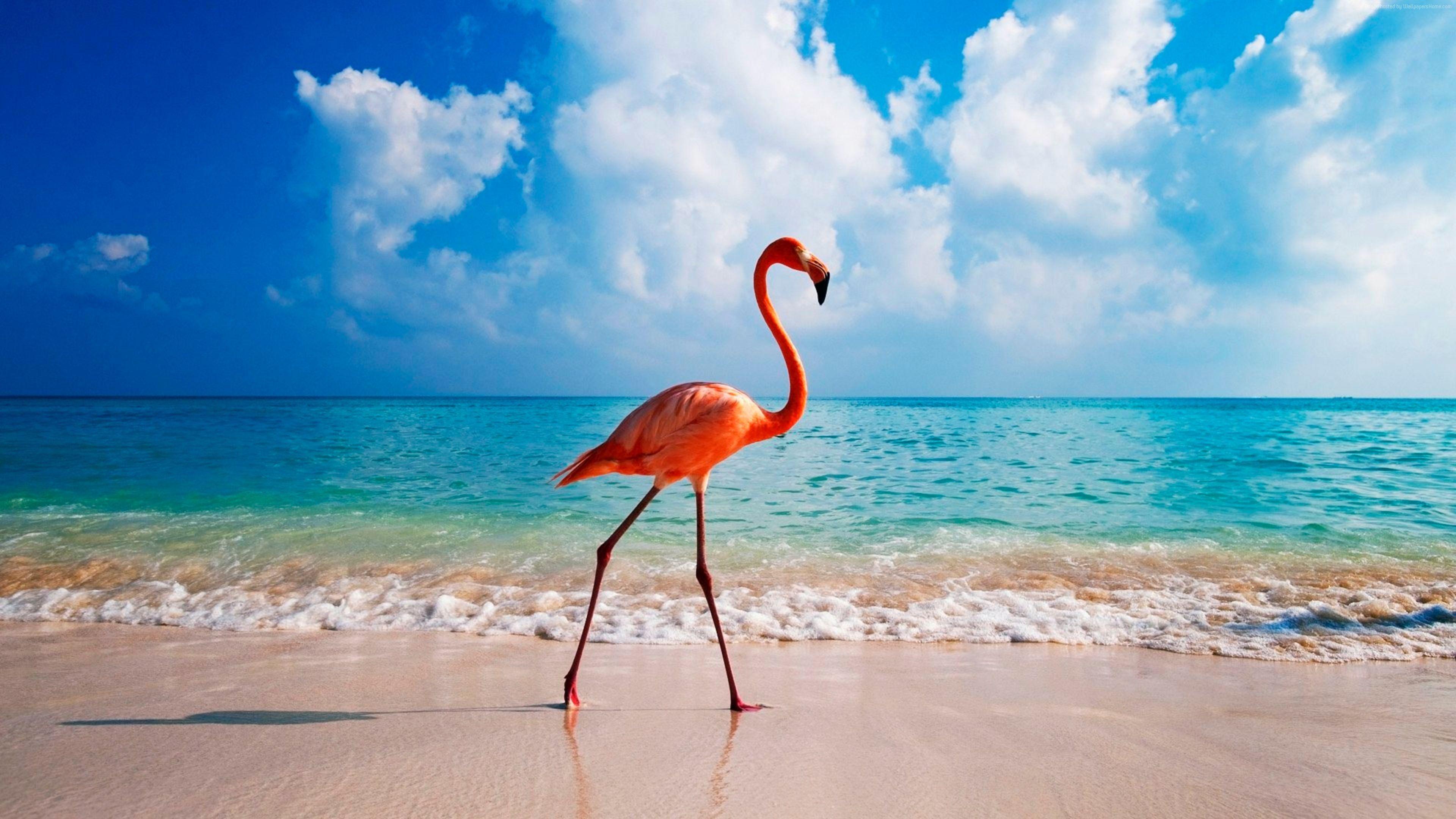 3840x2160 Wallpaper flamingo, bird, beach, ocean, 4k, Animals Wallpaper
