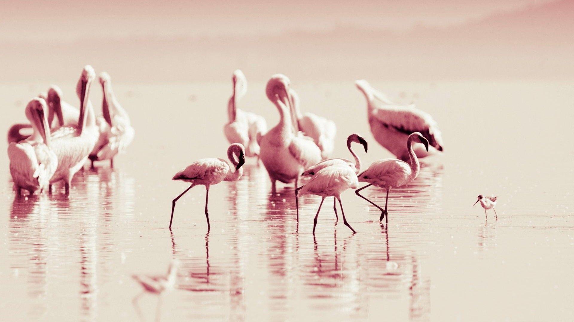 1920x1080 Flamingo Wallpaper. Pink Flamingo