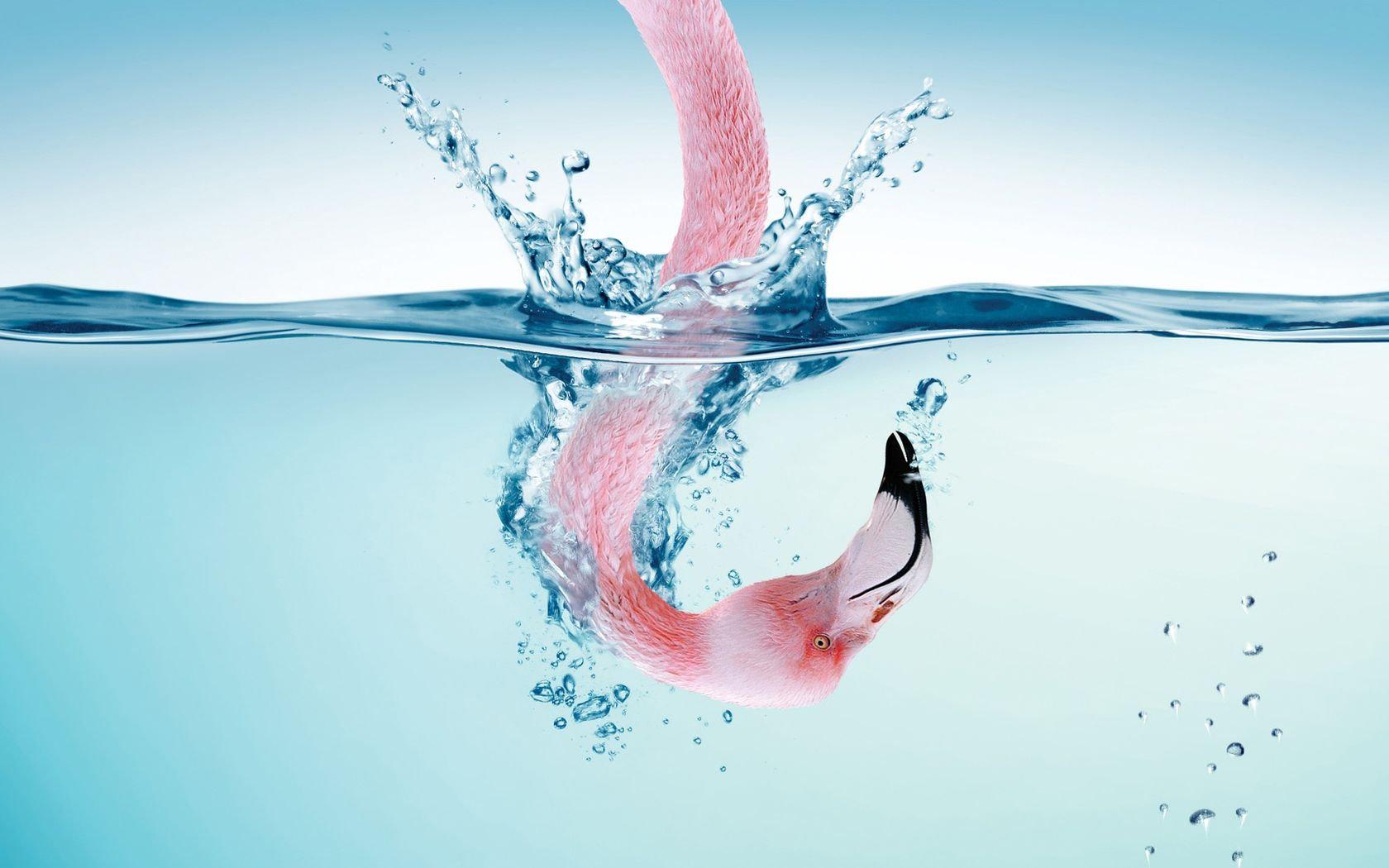 1680x1050 Flamingo wallpaper 1680x1050 desktop background
