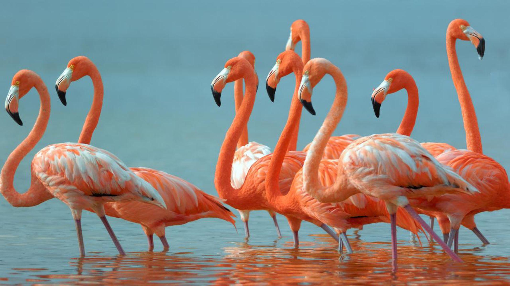 2133x1200 Flamingos Beautiful Exotic Birds Desktop HD Wallpaper
