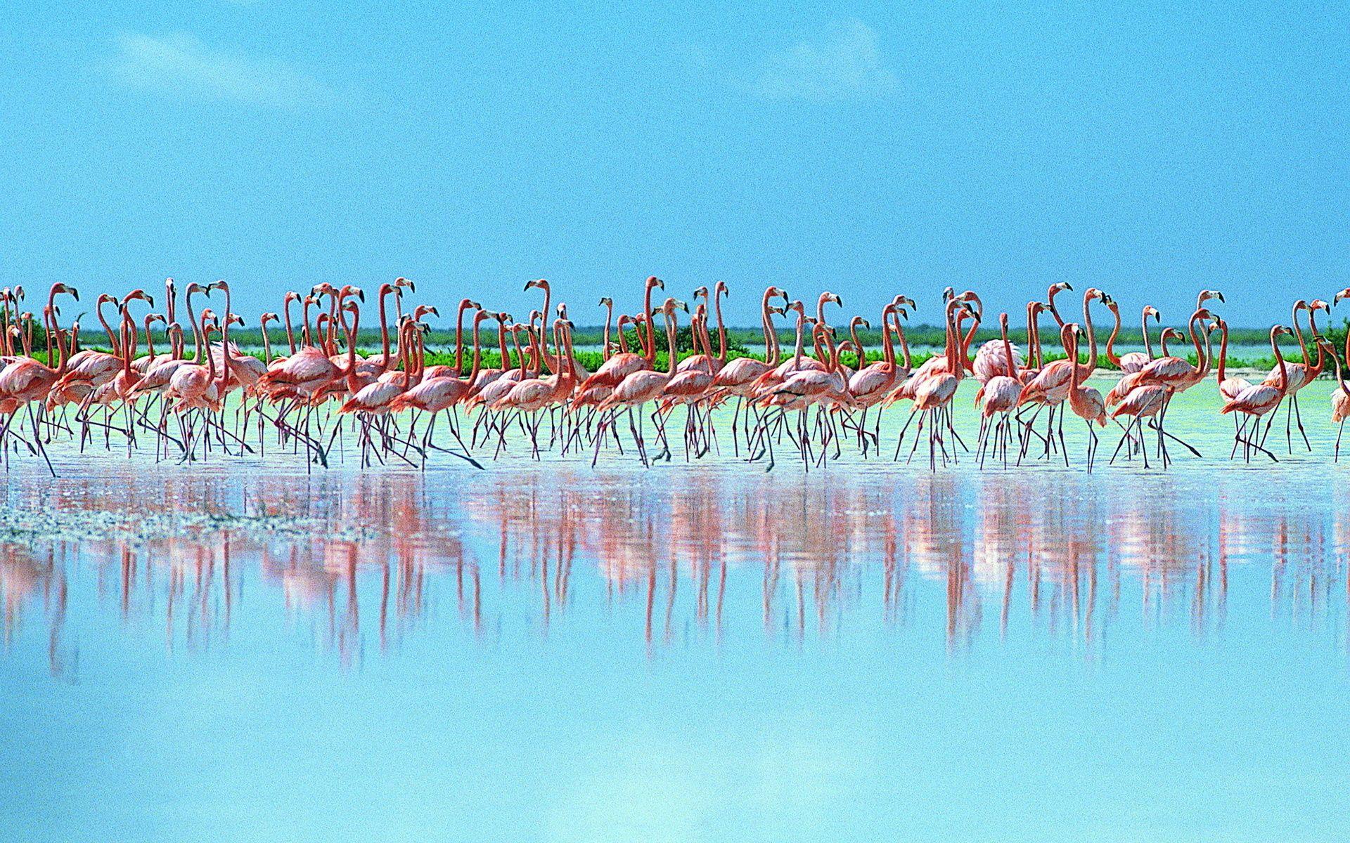 1920x1200 Flamingo HD Background