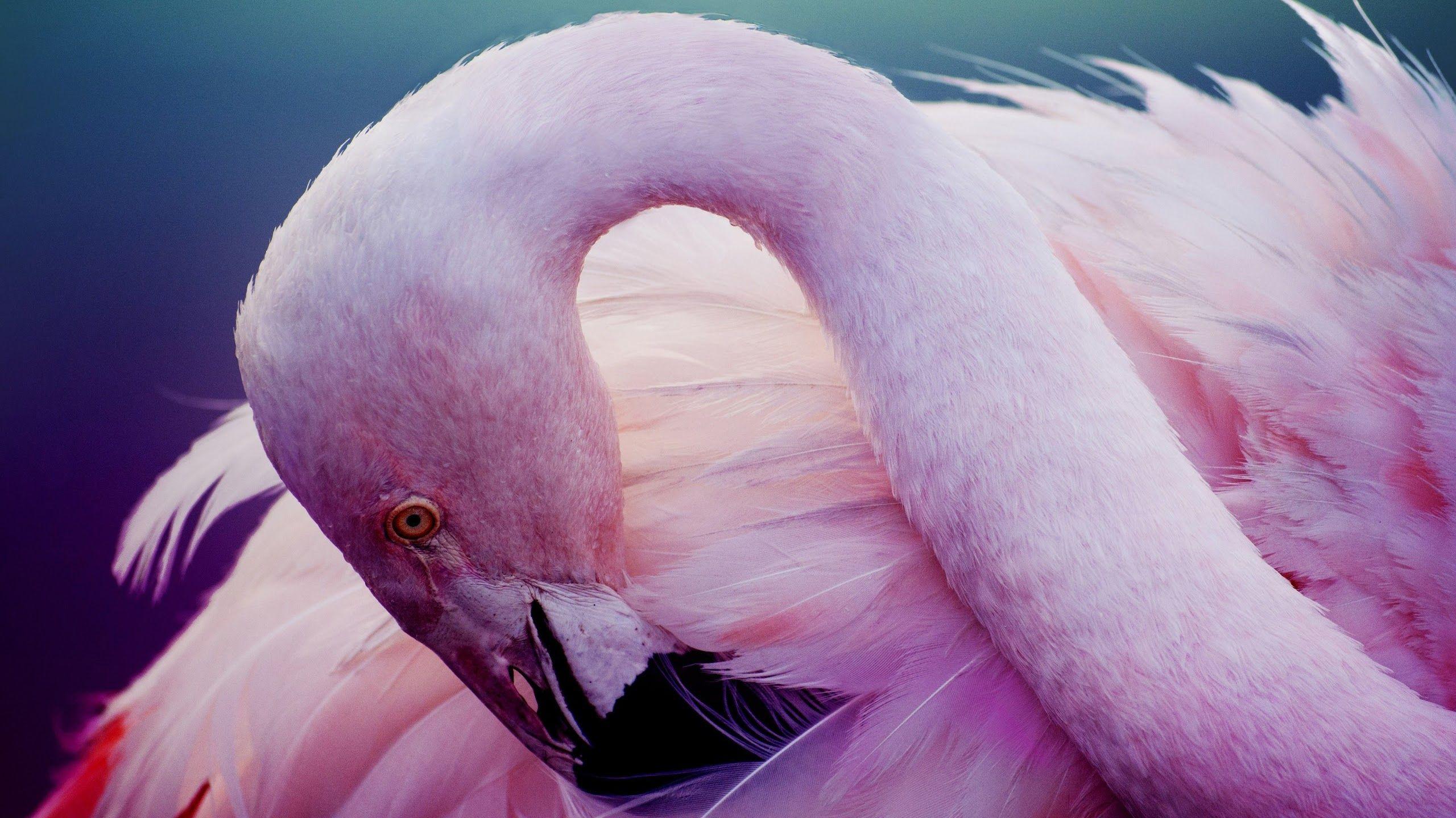 2560x1440 Pink Flamingo 4K 3840x2160 Wallpaper