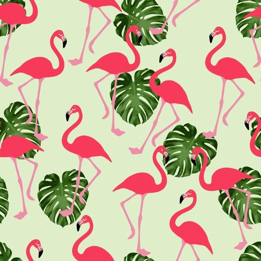 900x900 Flamingo Wallpaper and Background HD Wallpaper of Flamingo